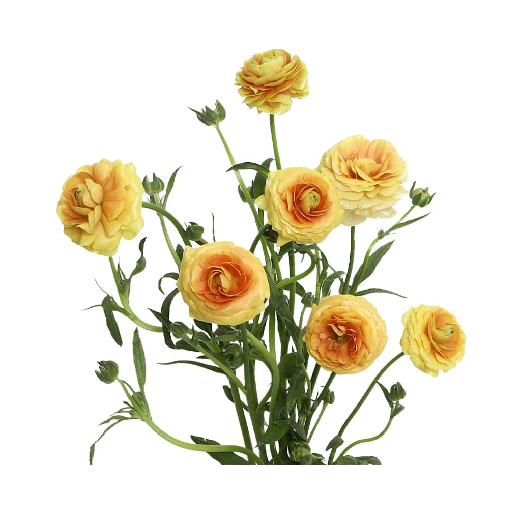 Ranunculus Butterfly Moderna Miele Golden Yellow 60 Cm