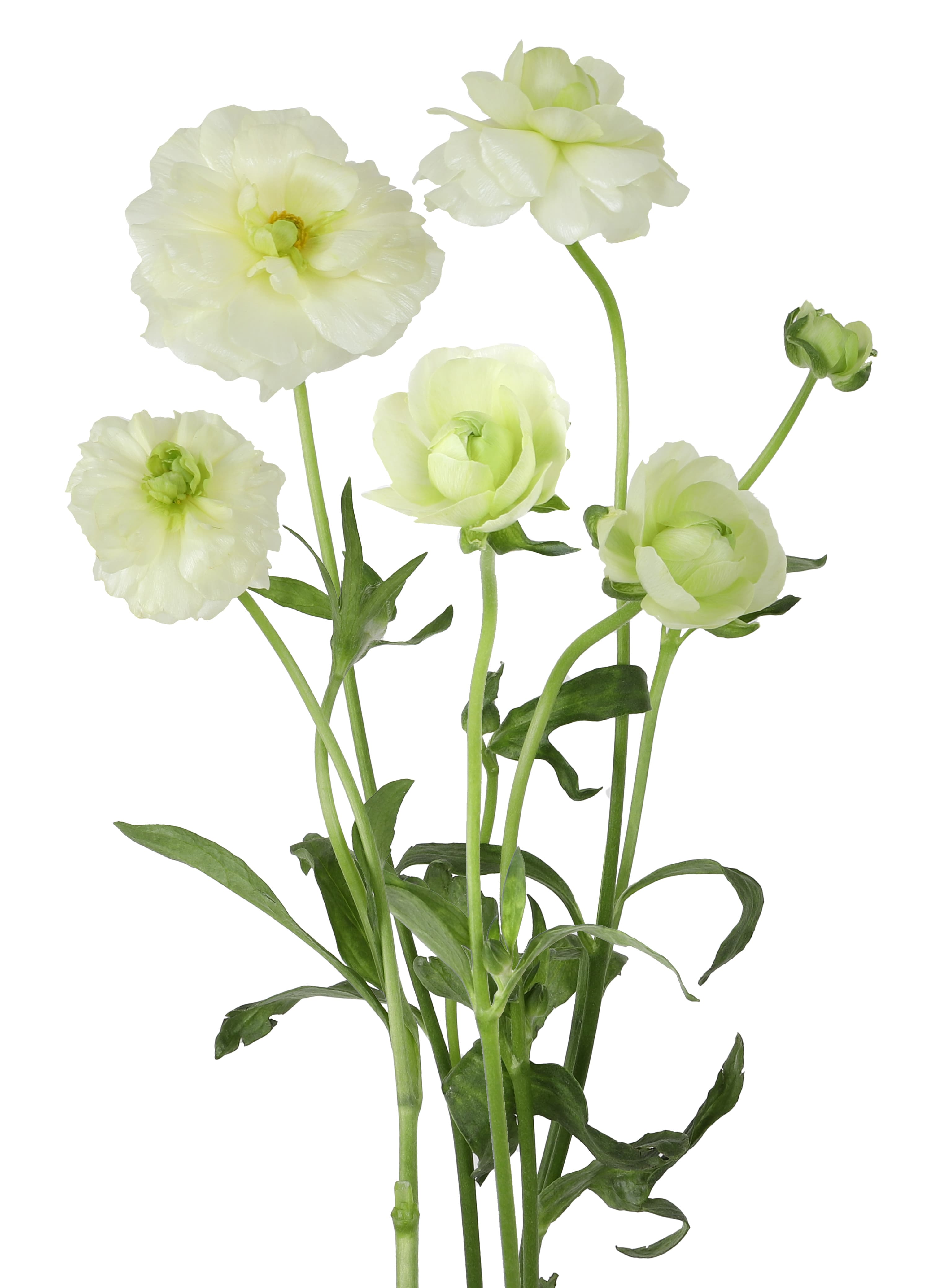 Ranunculus Butterfly Grace Cream 60 Cm
