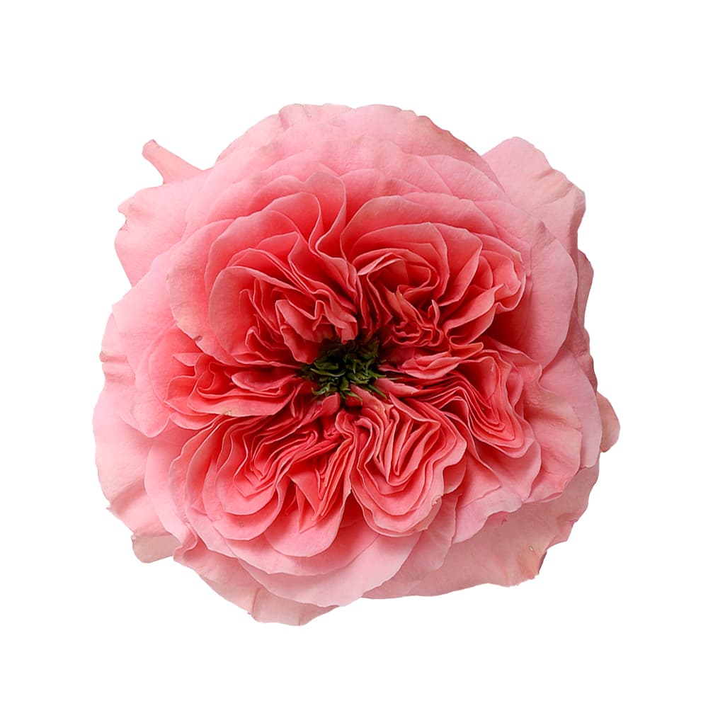 Rose Candy Xpression Medium Pink 40 cm