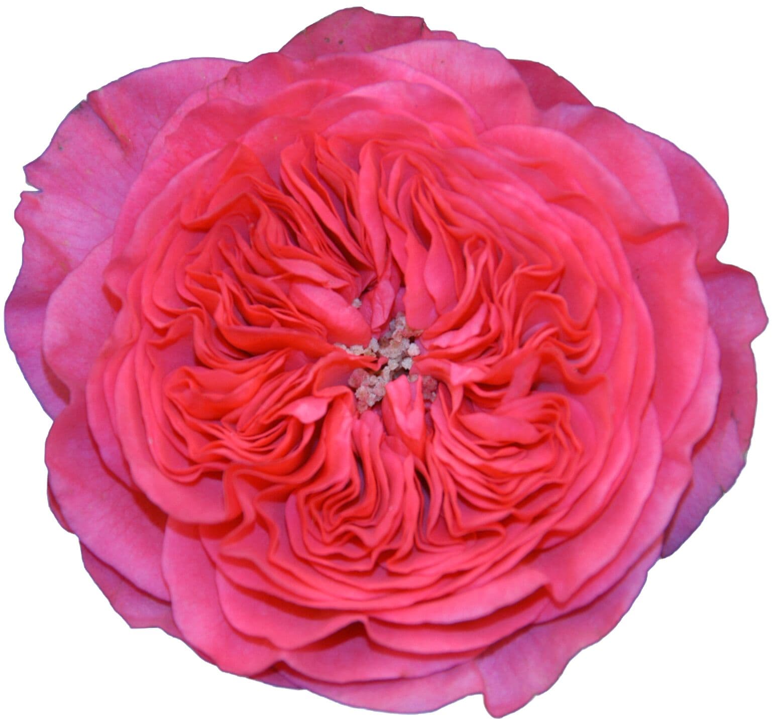 Garden Rose Baronesse Dark Pink 40/50 cm