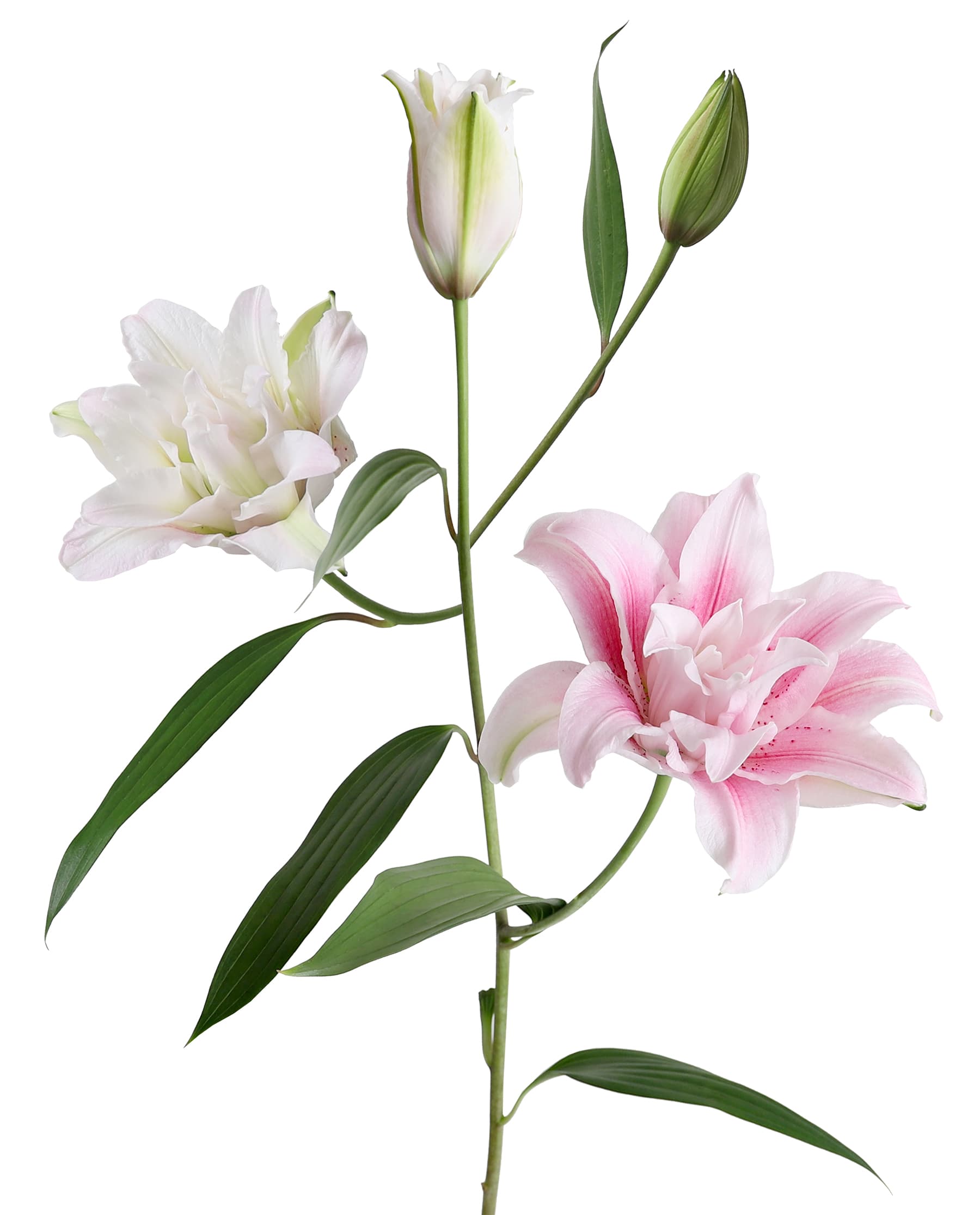 Lily Oriental Roselily Isabella Double Pink 2/3 Blooms