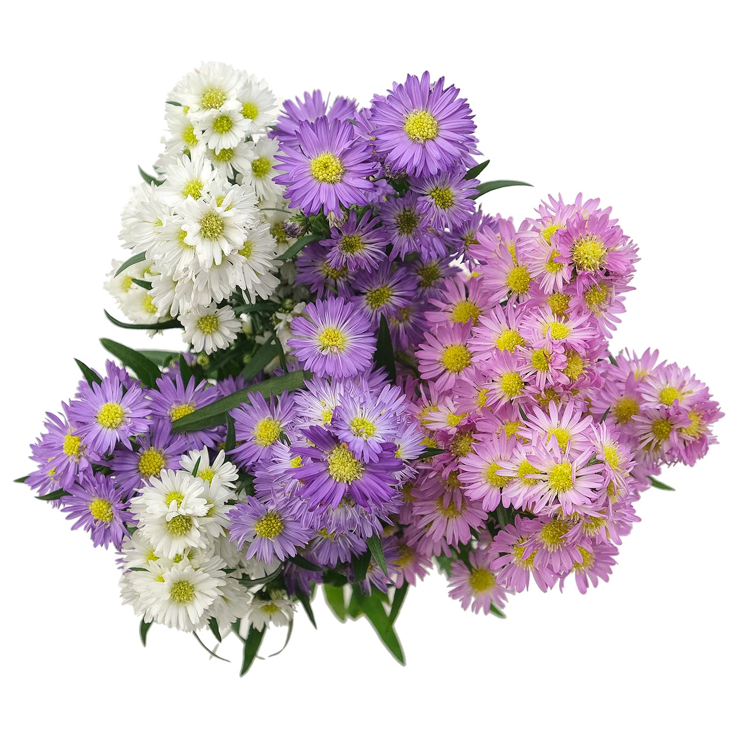 Aster Carnival Assorted