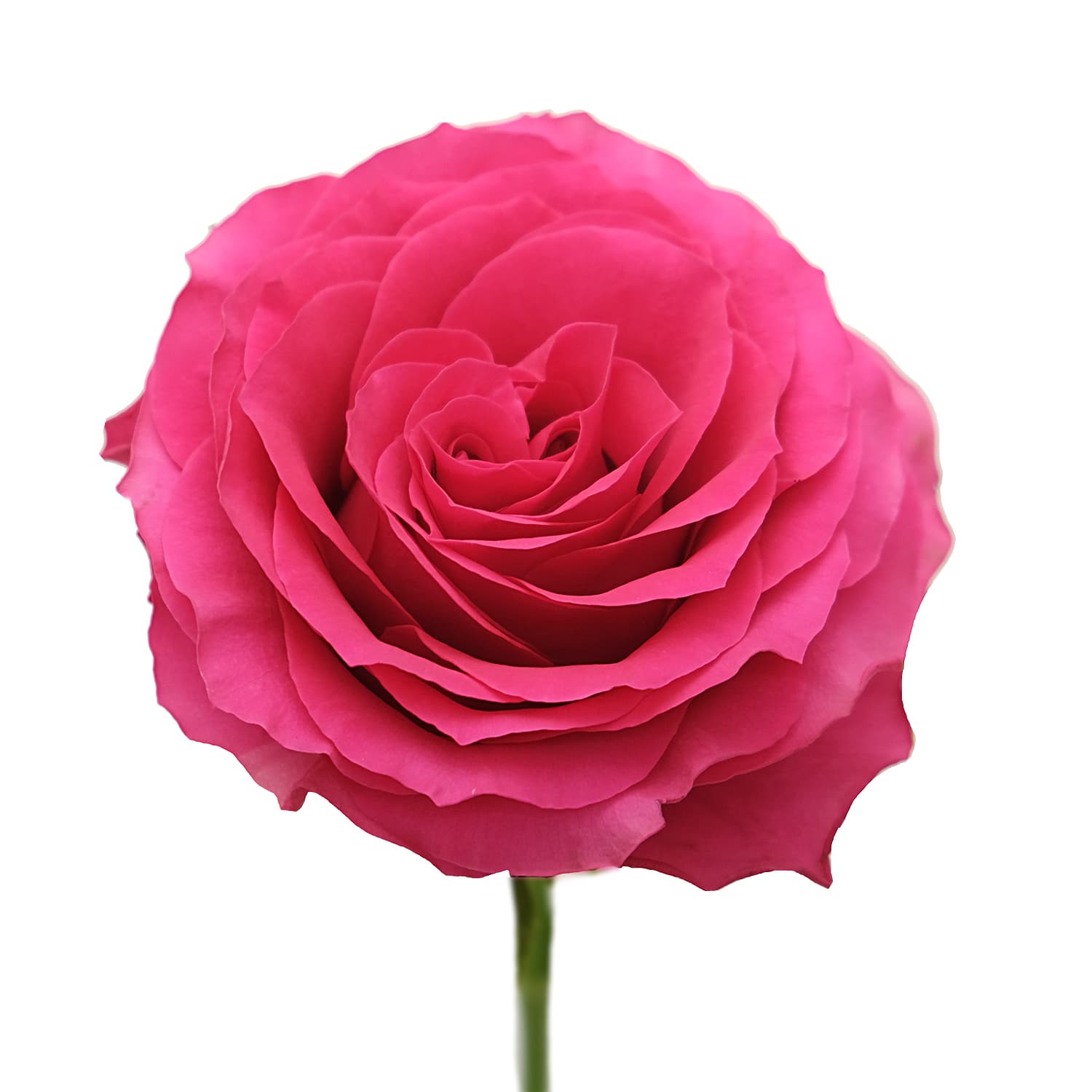 Rose Hot Spot Dark Pink 60 Cm