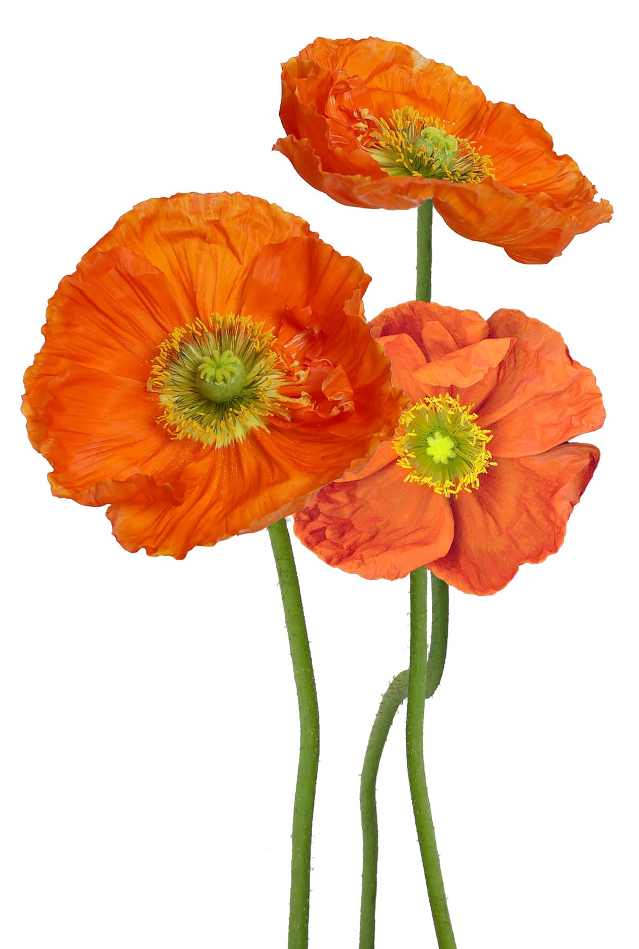 Poppy Orange 40/50 Cm