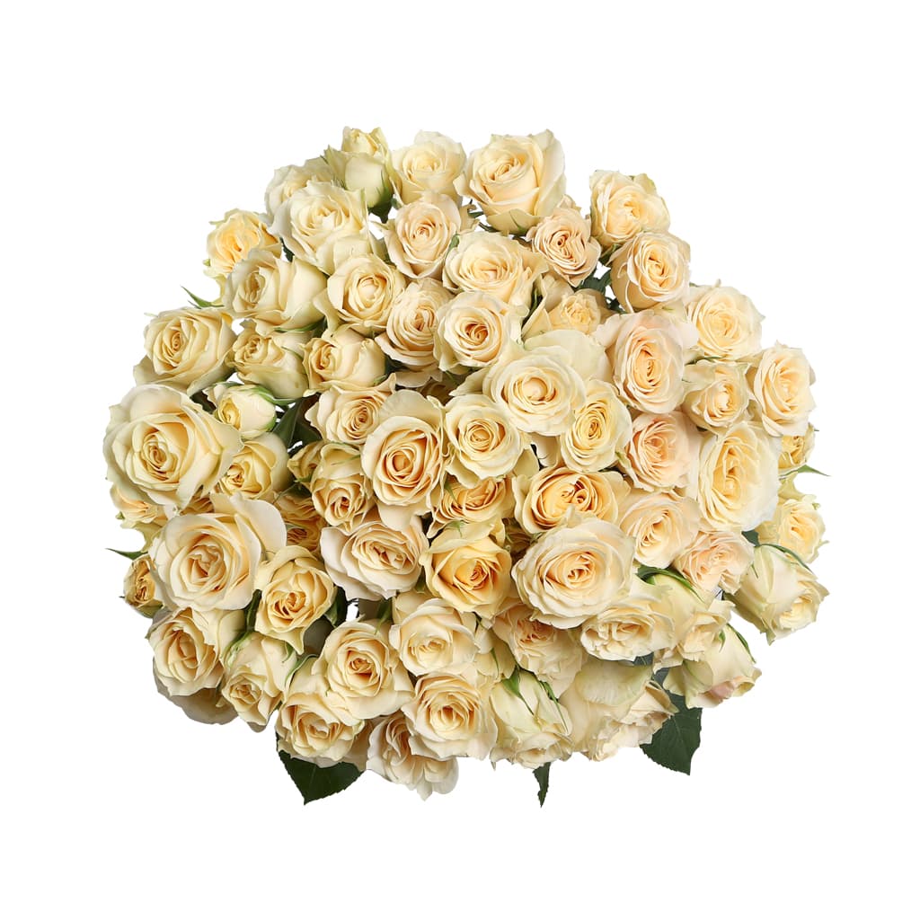 Spray Rose Bali Cream Light Peach 40 cm