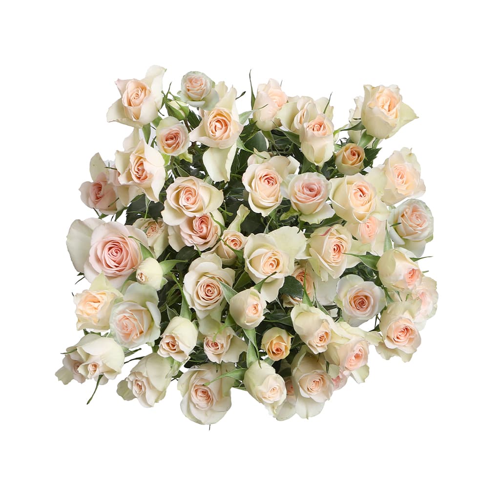 Spray Rose Premium Bellalinda Sweety Blush 60 Cm
