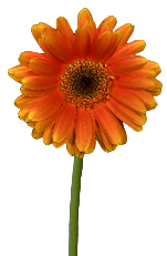 Gerbera Orange 50 Cm