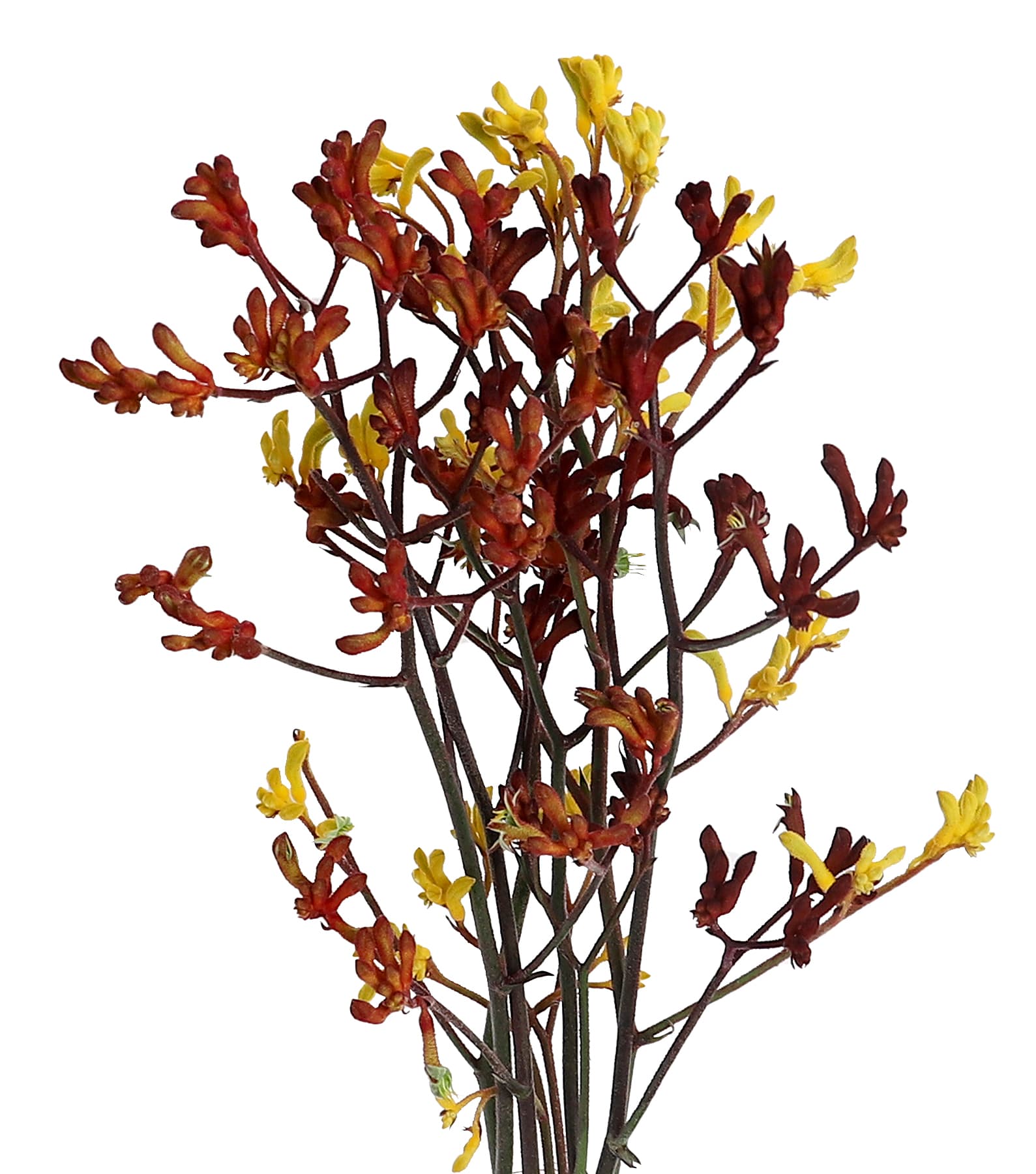 Kangaroo Paws Assorted 70 Cm