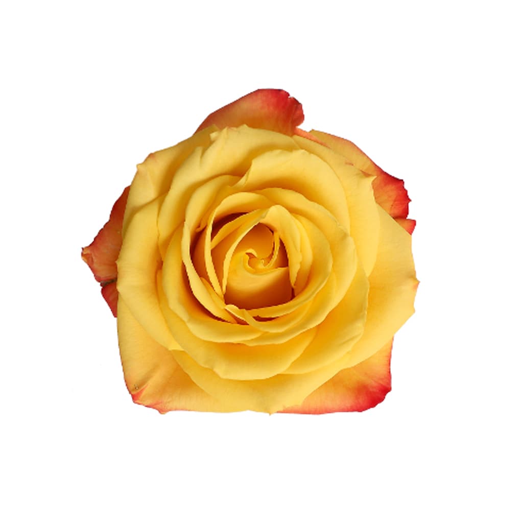 Rose Yellow Crush Bi Yellow 50 cm