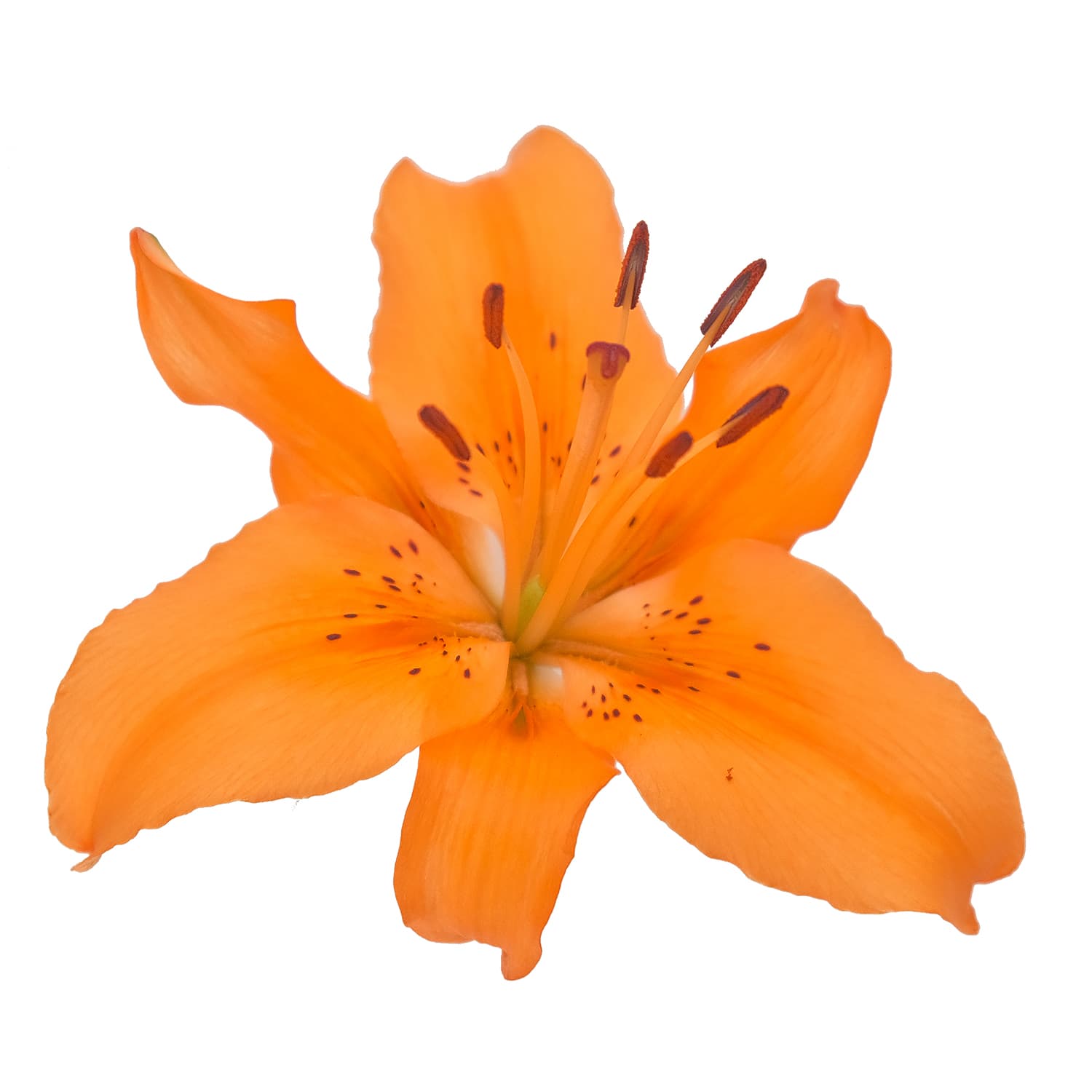 Lily L.A. Eremo Orange 3/5 Blooms