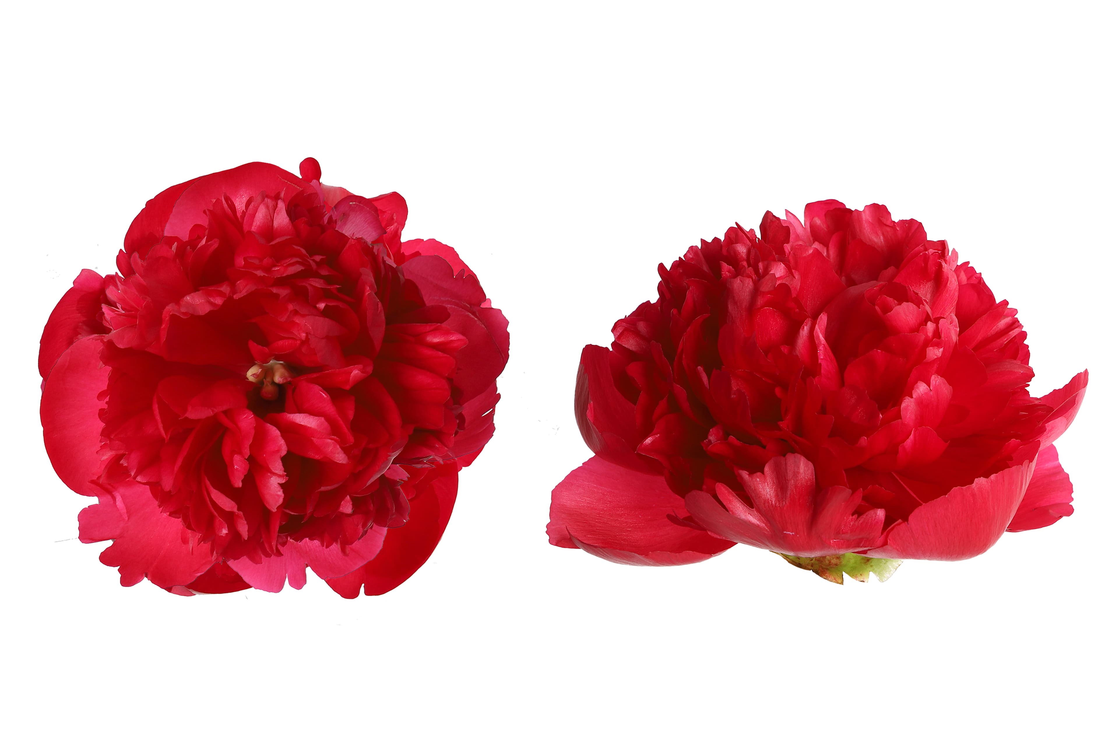 Peony Command Performance Red 55 Cm