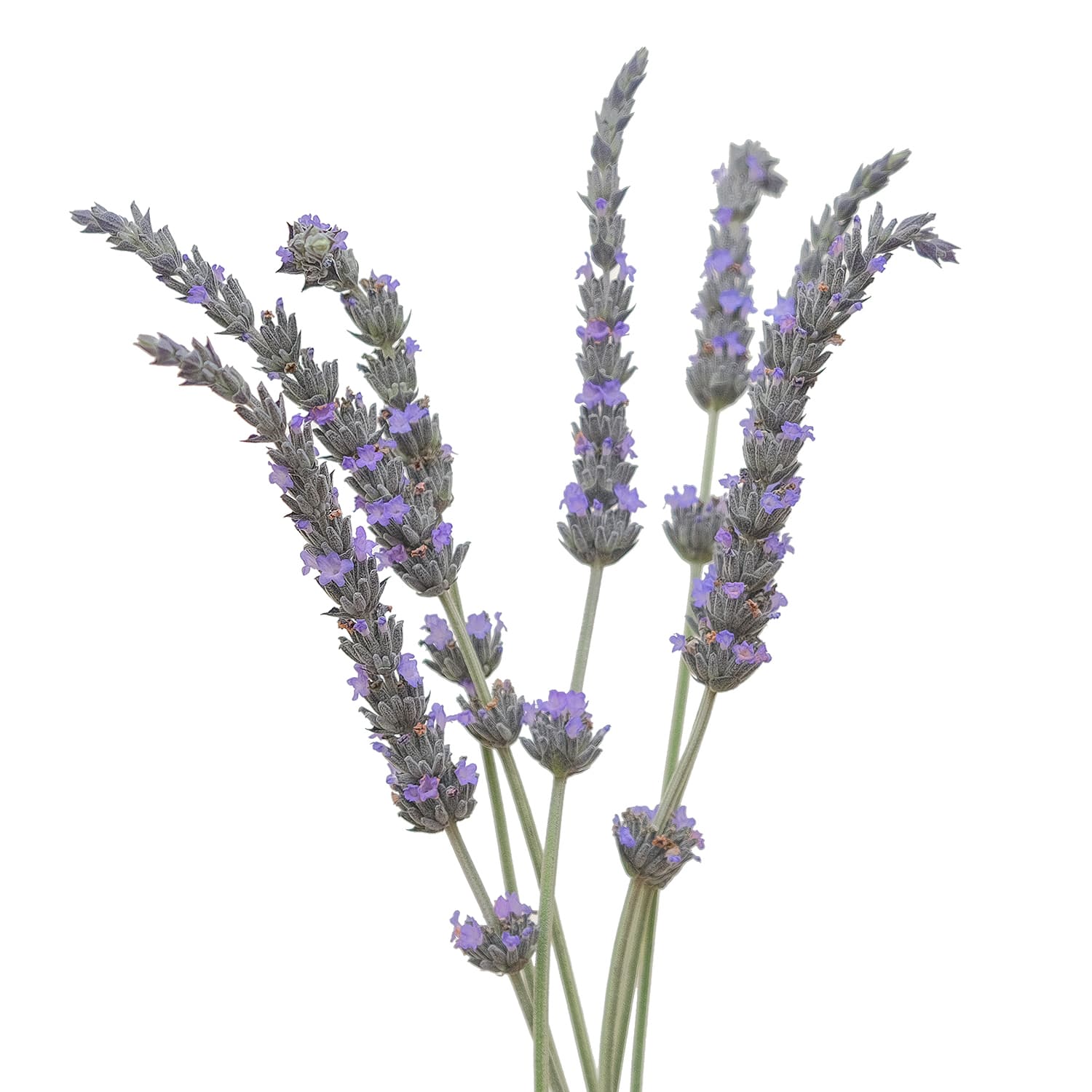Lavender Fresh Lavender 70 Cm