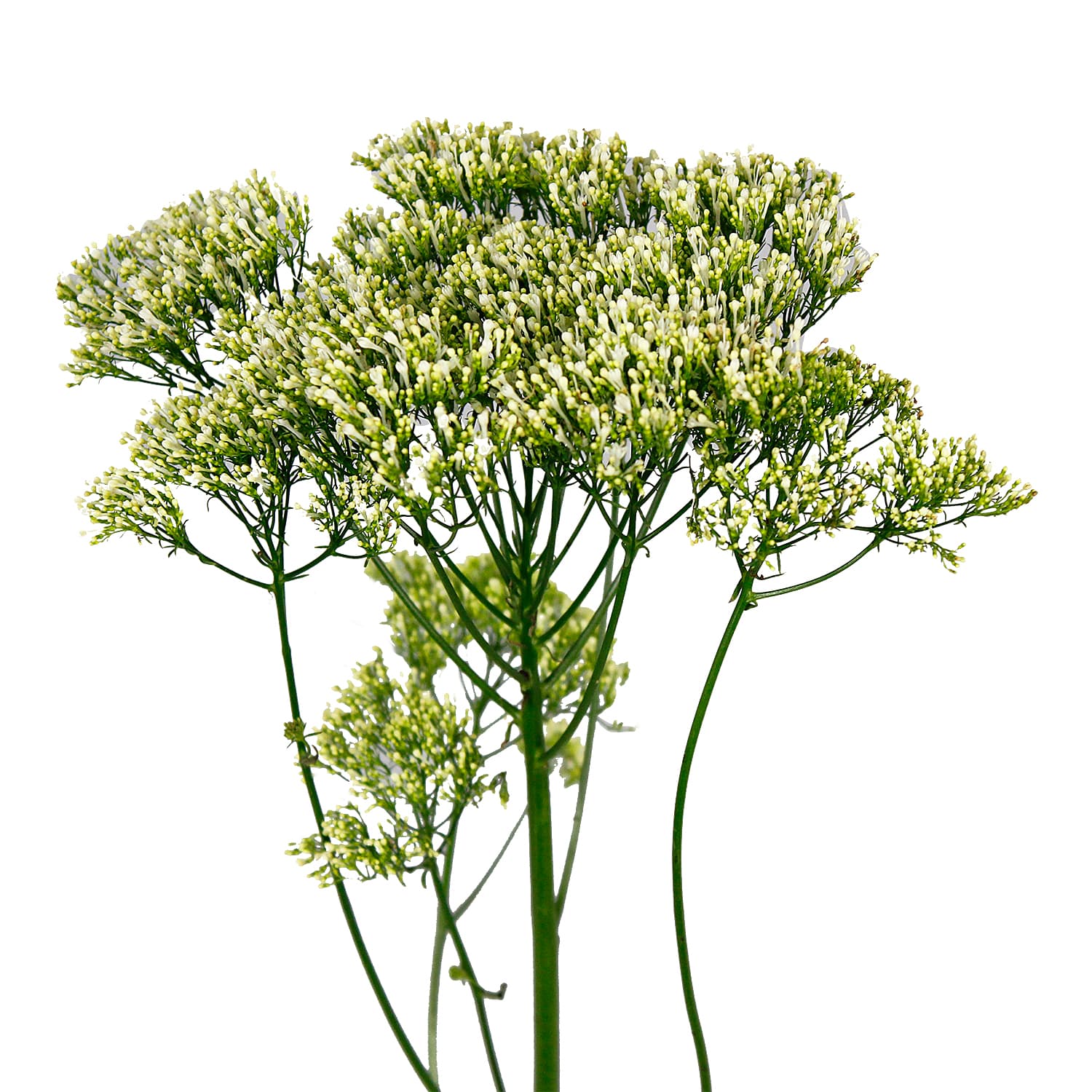 Trachelium White 60 cm