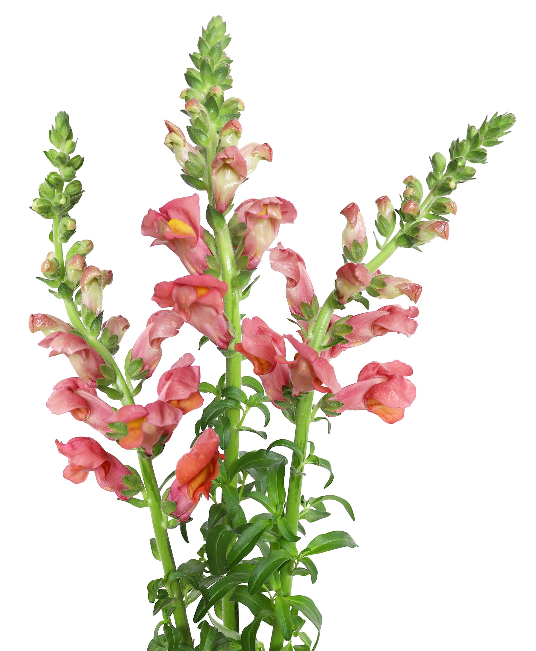 Snapdragon Orange S Sel