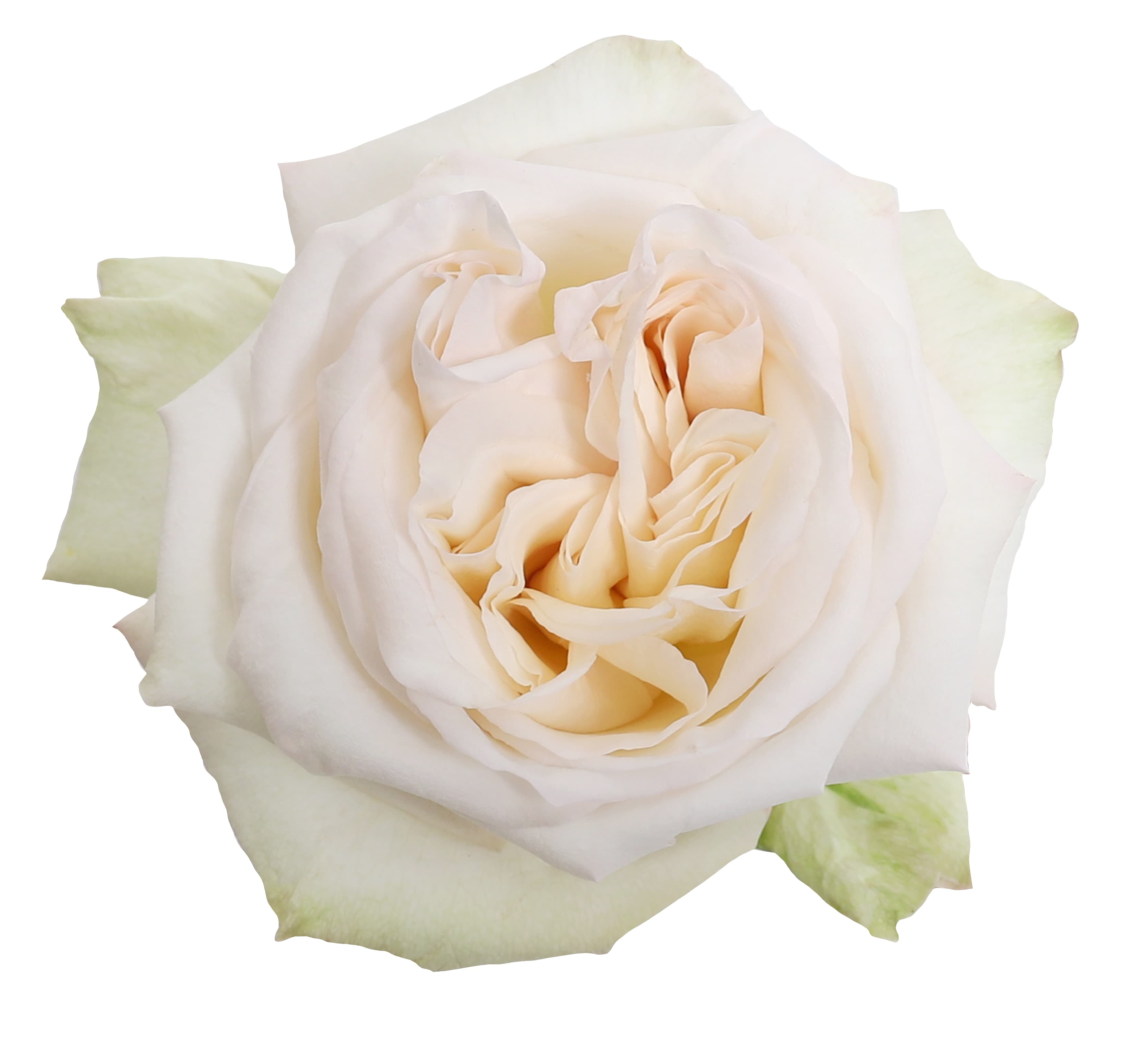 Garden Rose White O'hara White Blush 40 Cm