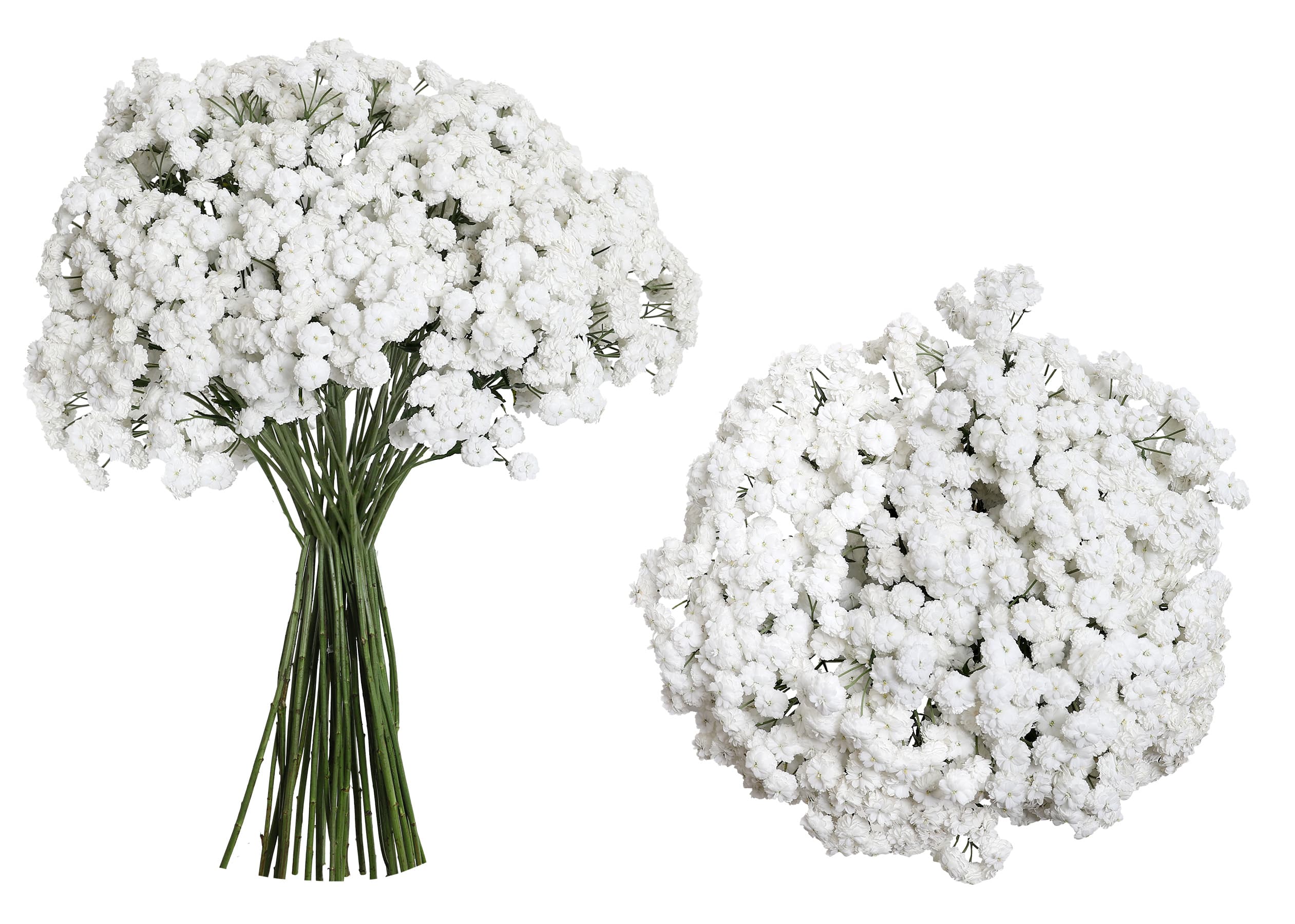 Yarrow HIT Double Bloom White 60 cm