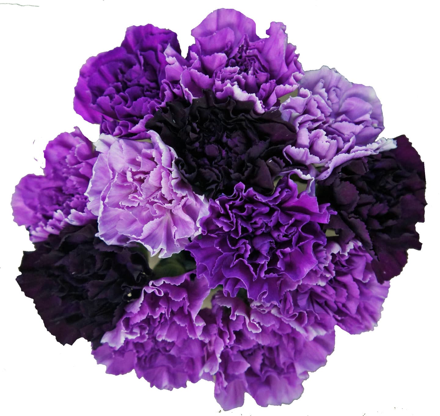 Carn Moonserie Asst Purple Fancy