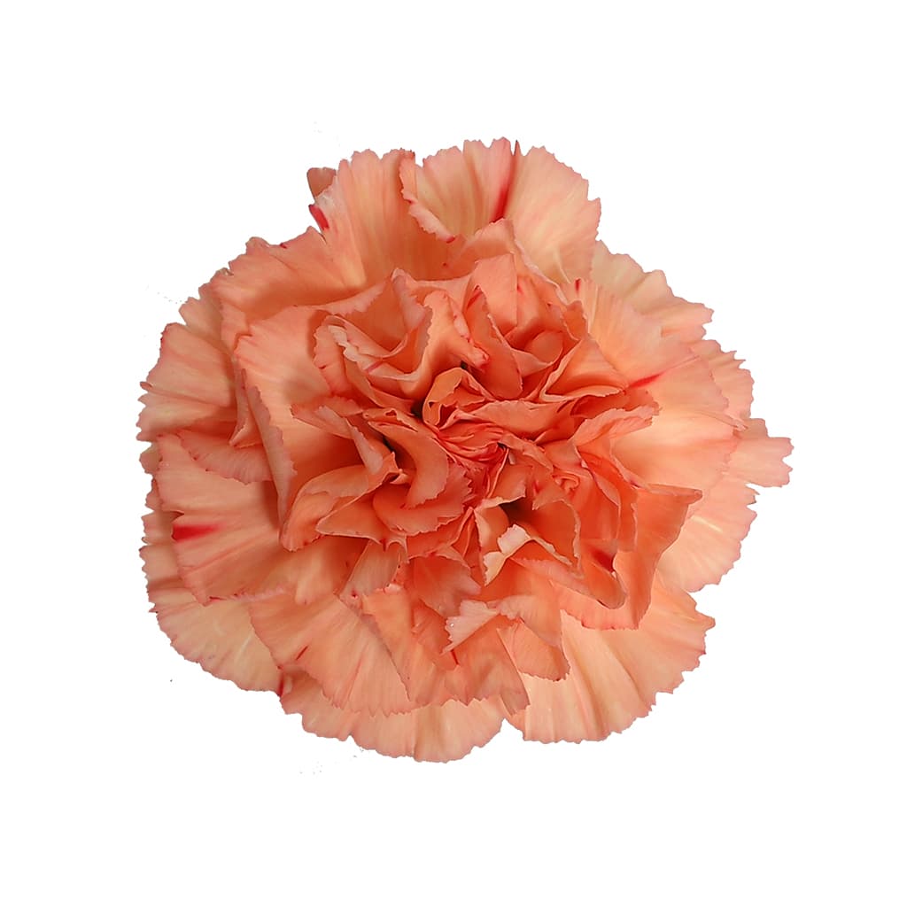 Carn Gobi Orange Sel