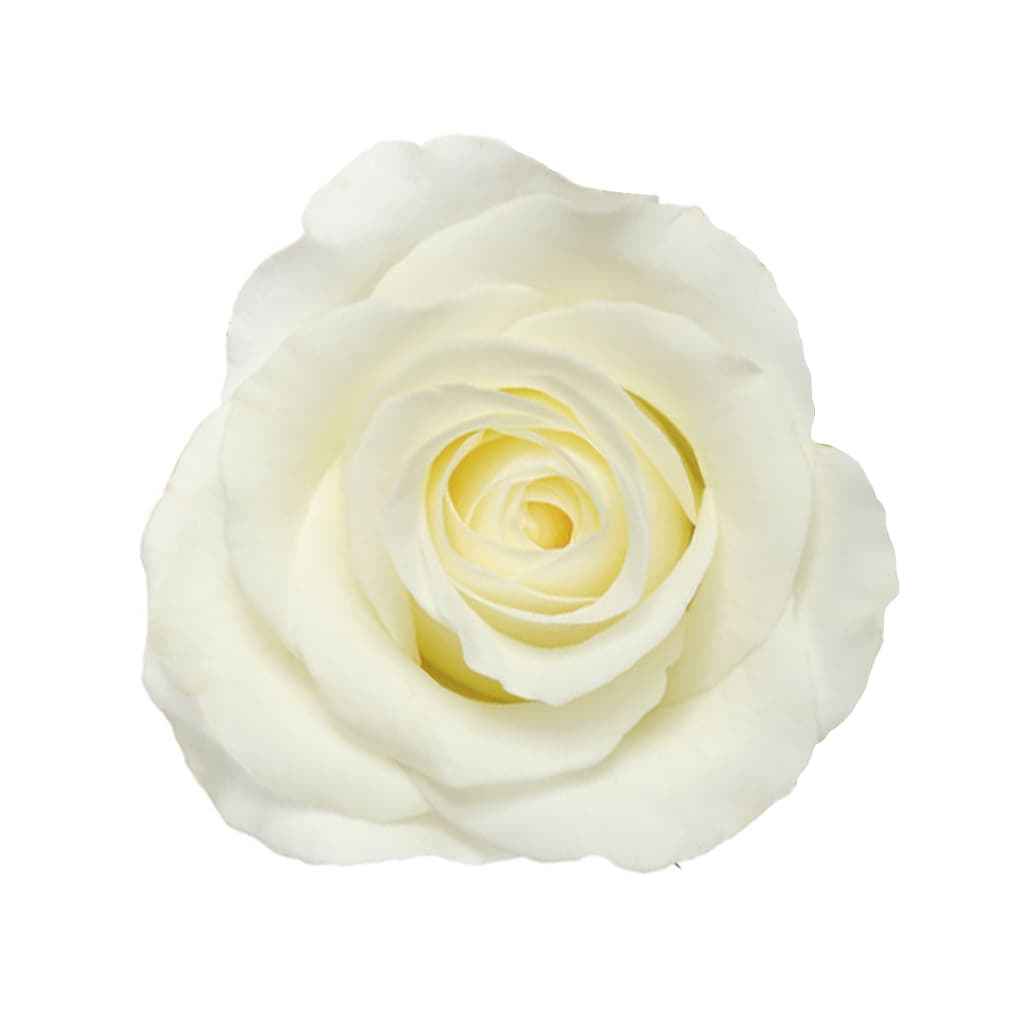 Rose Akito White 40 Cm
