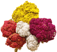 Yarrow Assorted 60 Cm