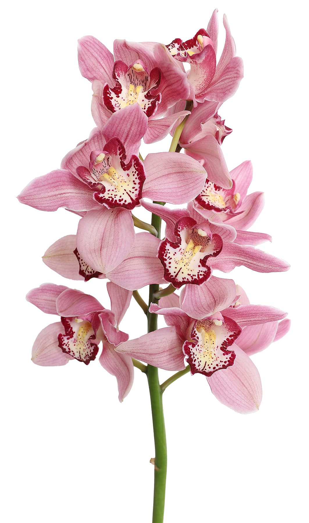 Orchids Cymbidium Royal Power 8-12 Blooms Pink 60 Cm