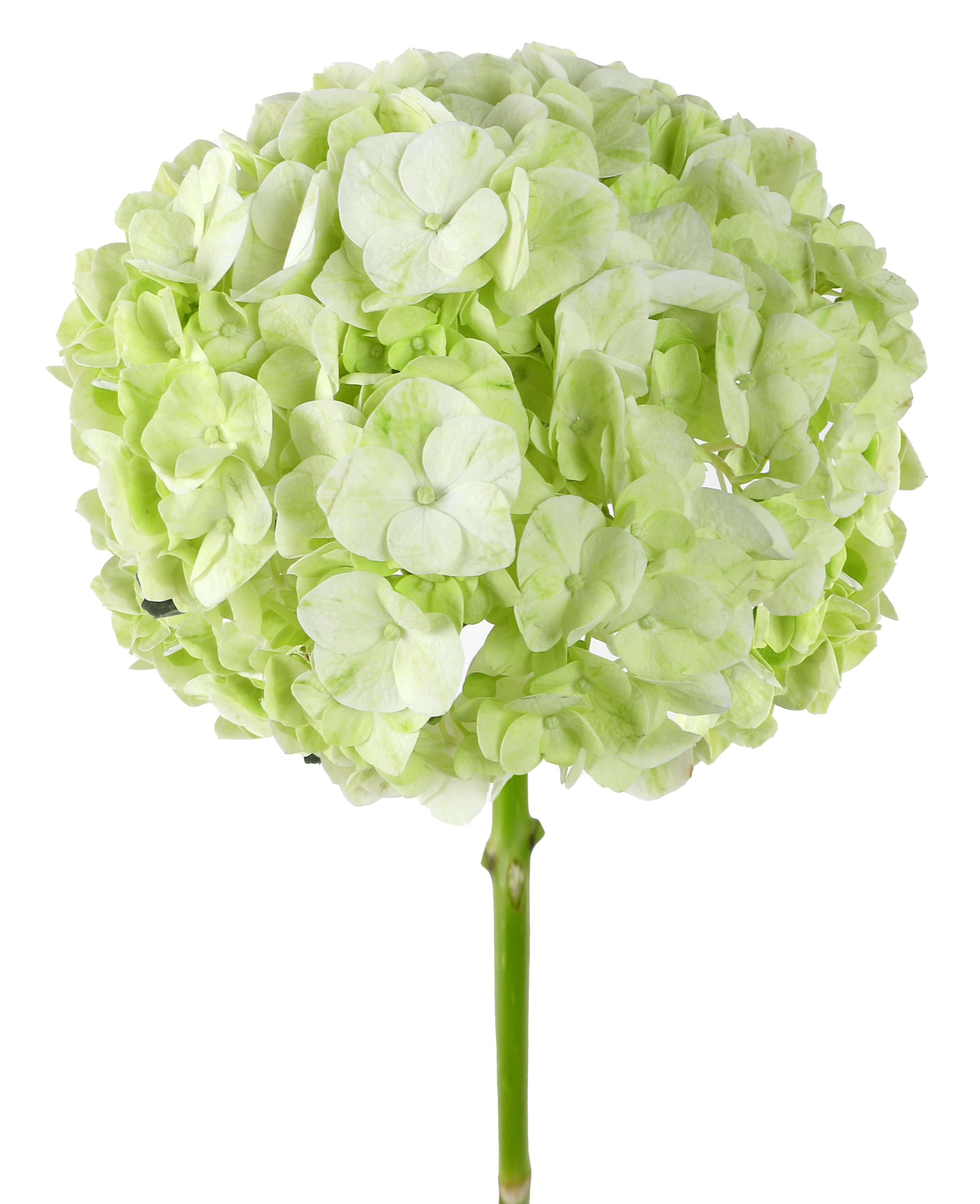 Hydrangea Lime Green Sel