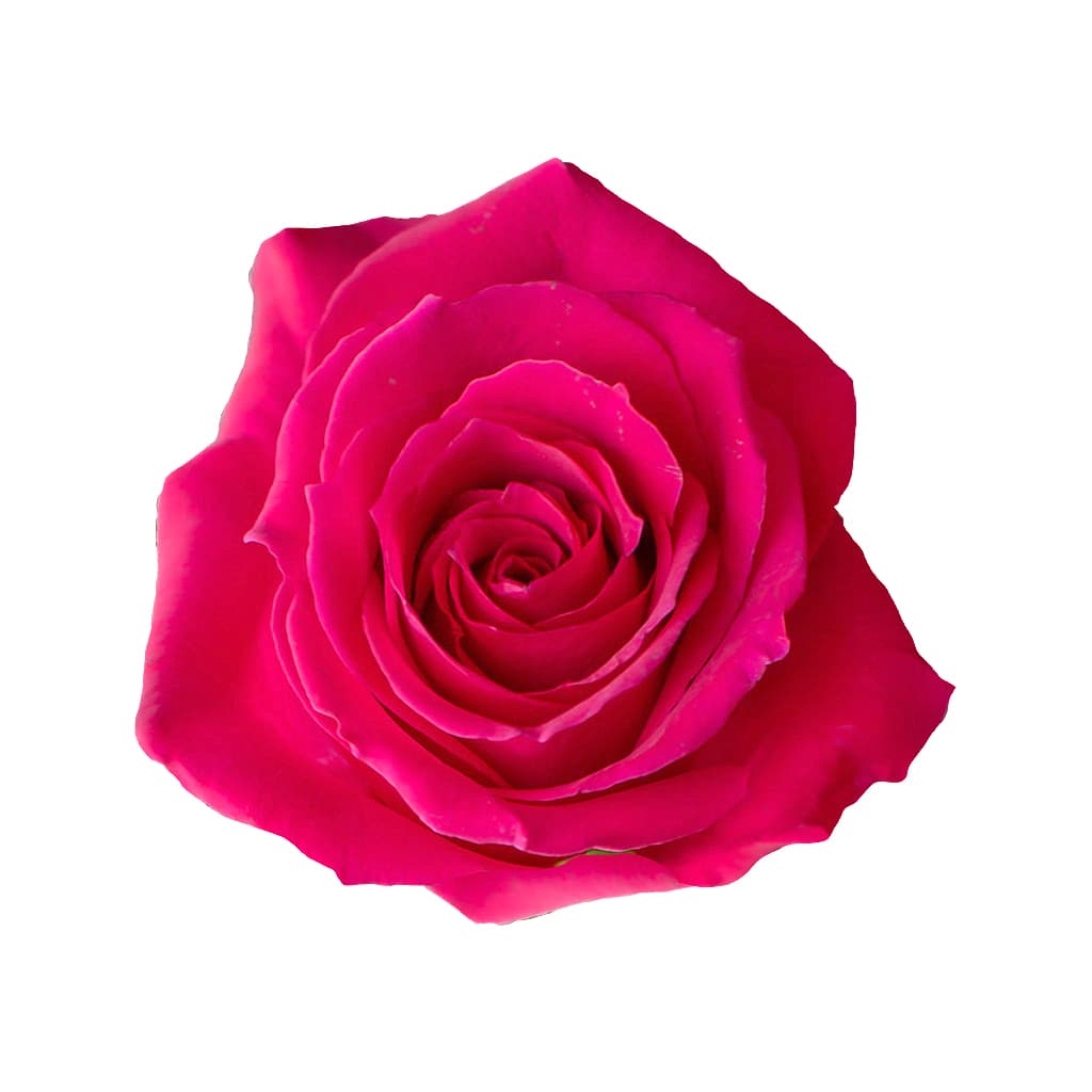 Rose Pink Floyd Dark Pink 50 cm