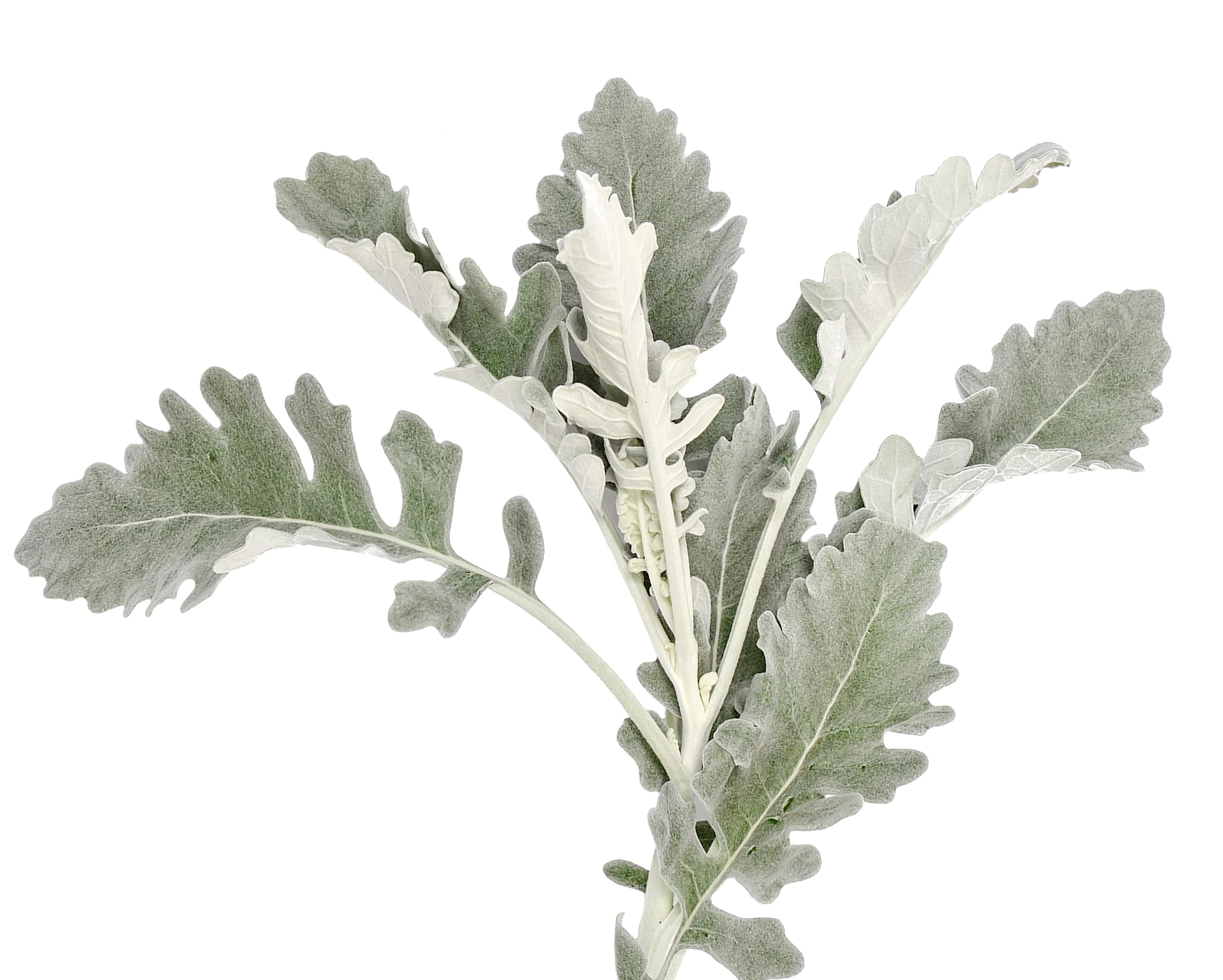 Greens Dusty Miller Broad Leaf Silver 50/60 cm