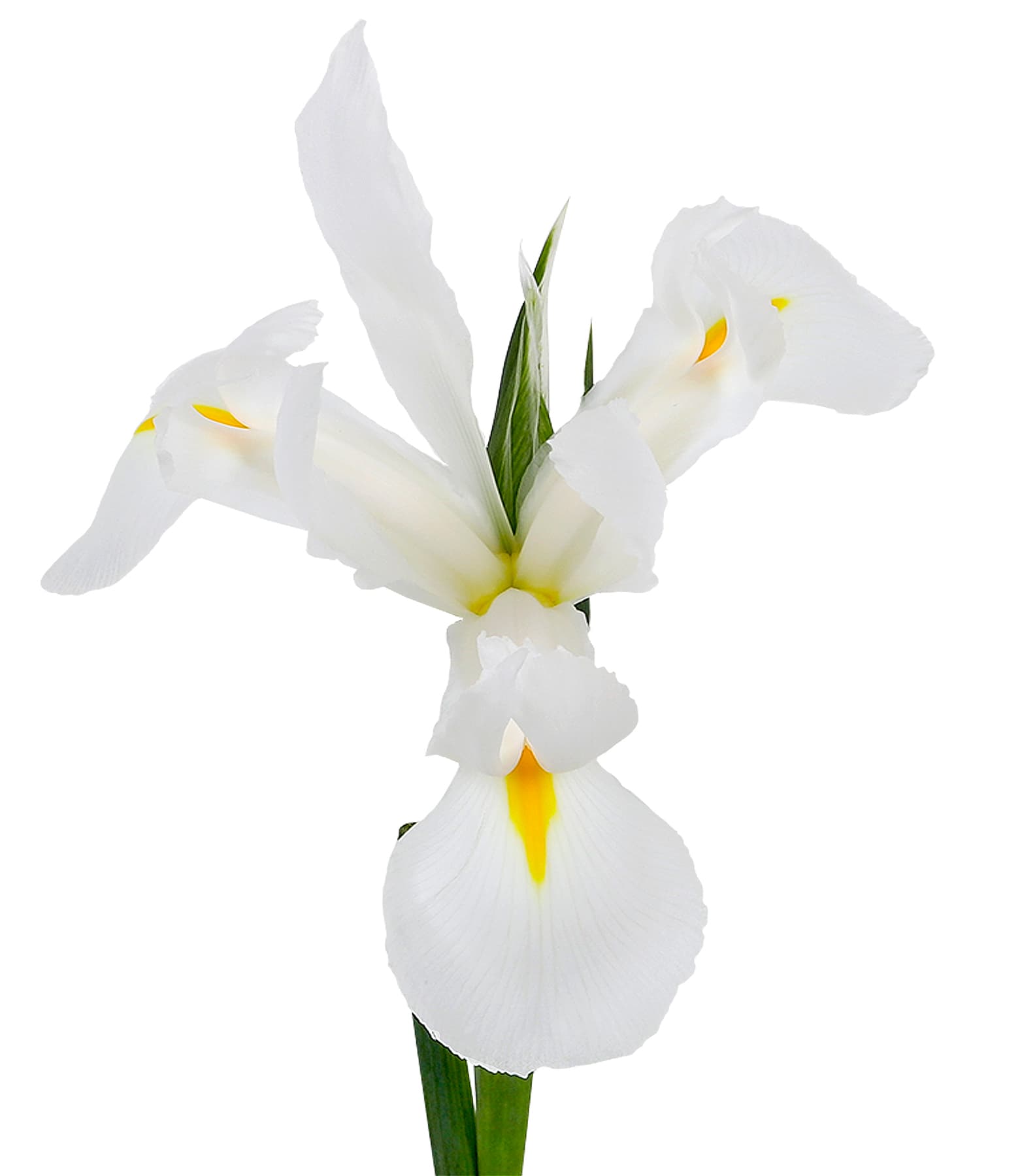 Iris Nofa White 60 Cm