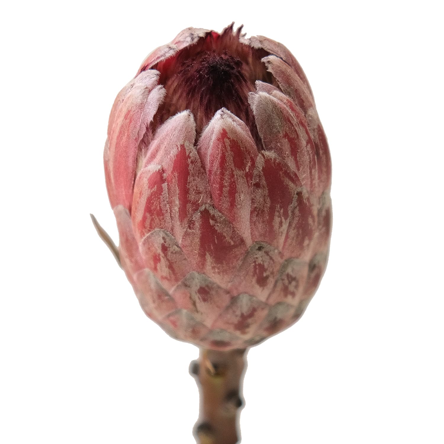 Protea Red Ice 50 cm
