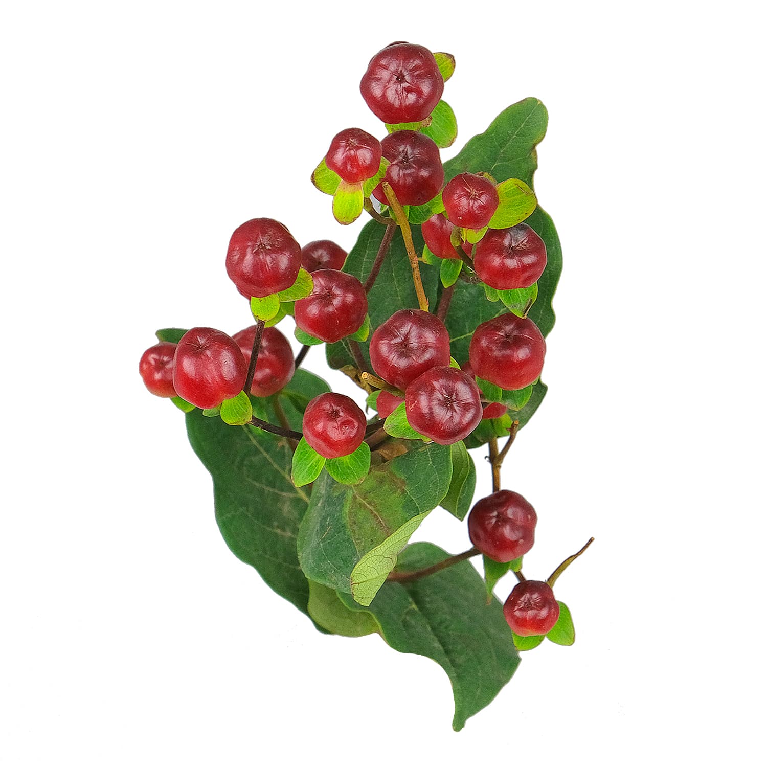 Hypericum Magical Cherry Burgundy 60 Cm