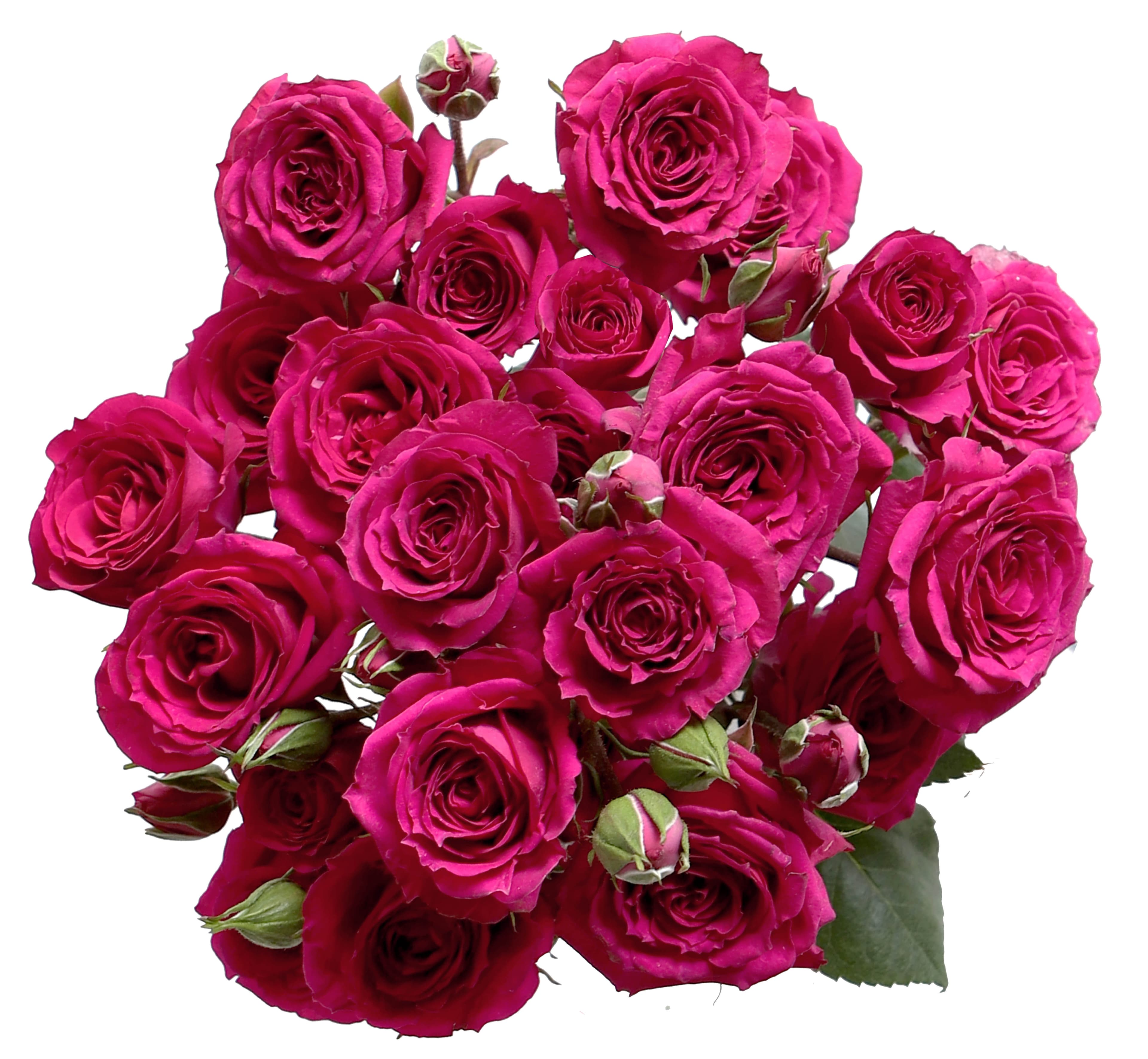 Spray Rose Fire Up Dark Pink 60 Cm