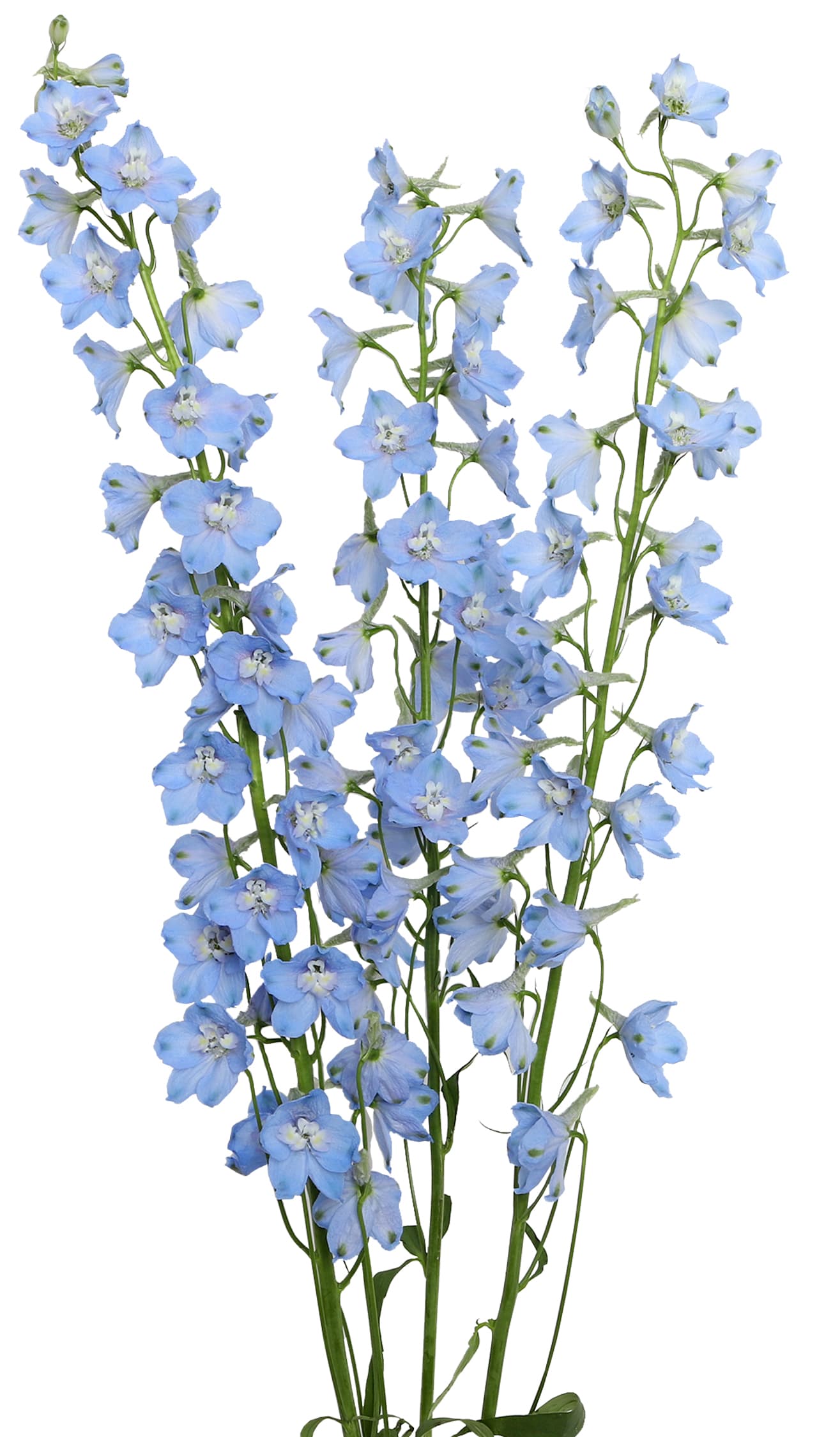 Delph Bella  Andes Light Blue 90 cm