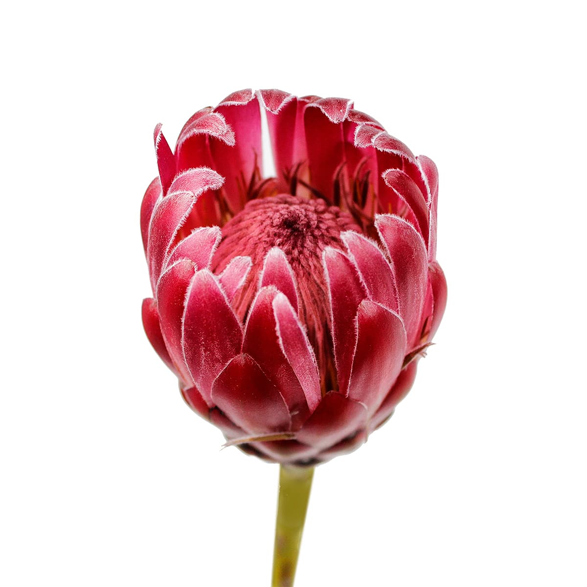 Protea Brenda Pink 50 cm