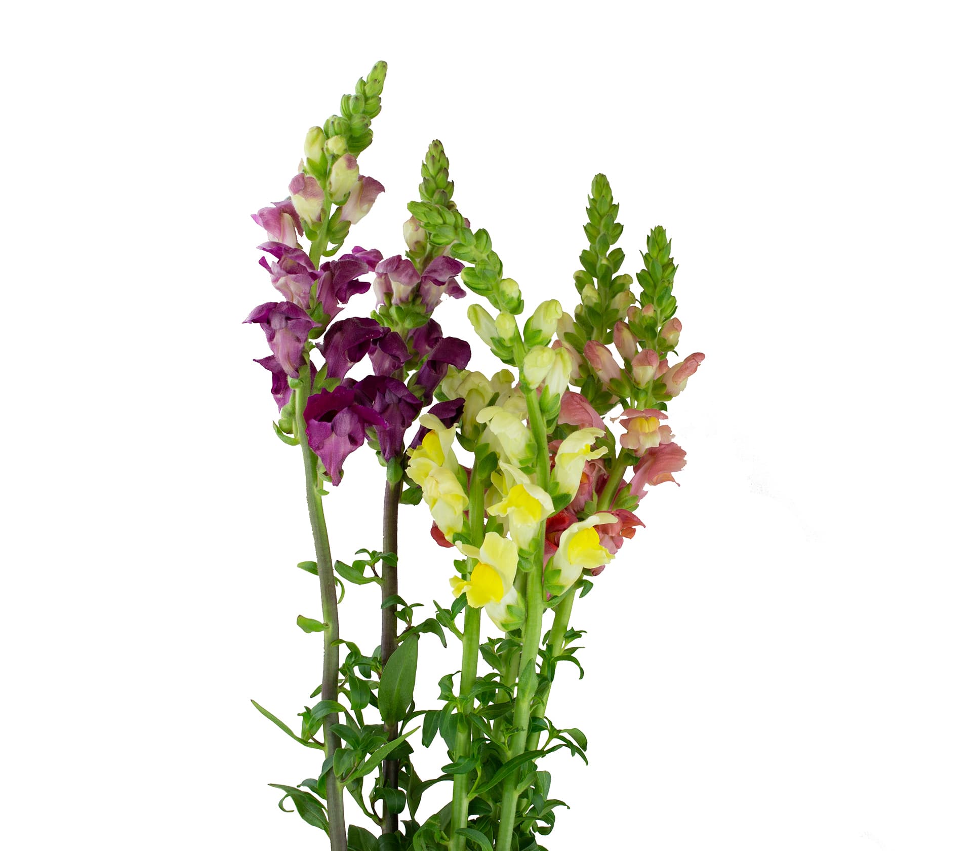 Snapdragon Fall Pack S Sel