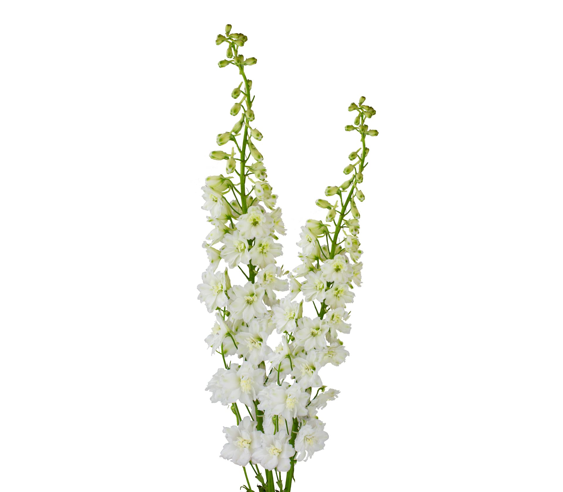 Delph Hybrid Elatum Full Moon White 70 Cm