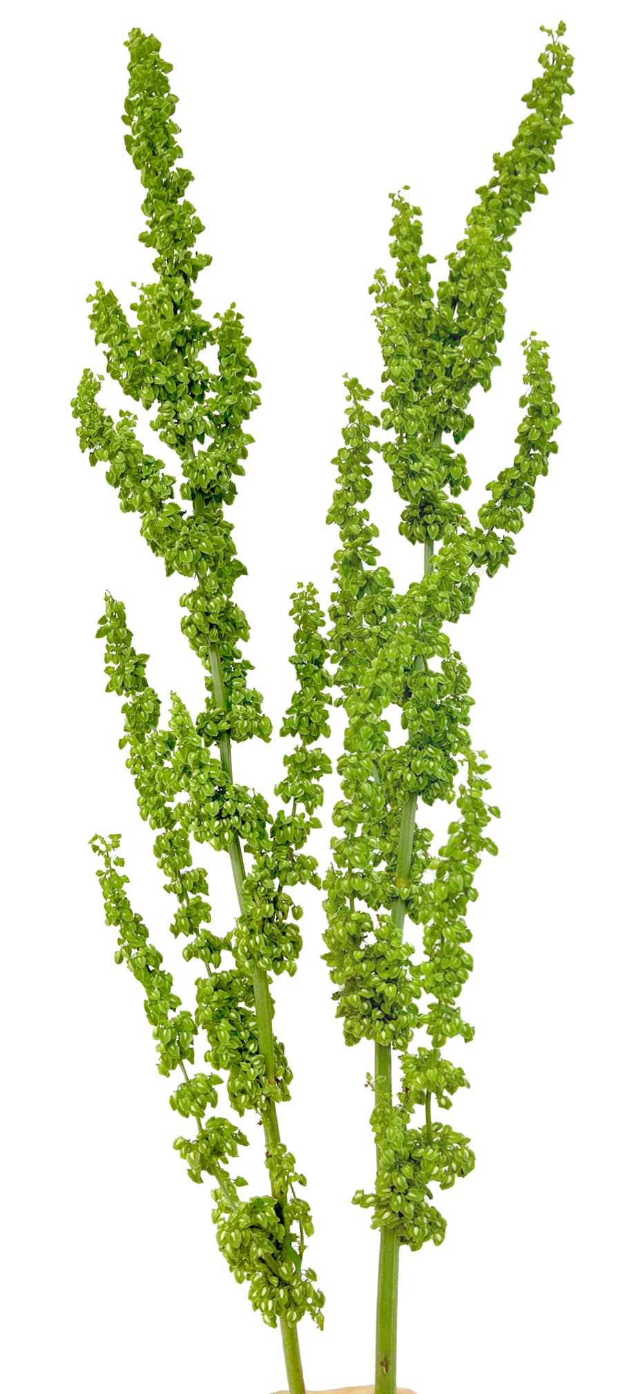 Rumex Unicorn Green 70 cm