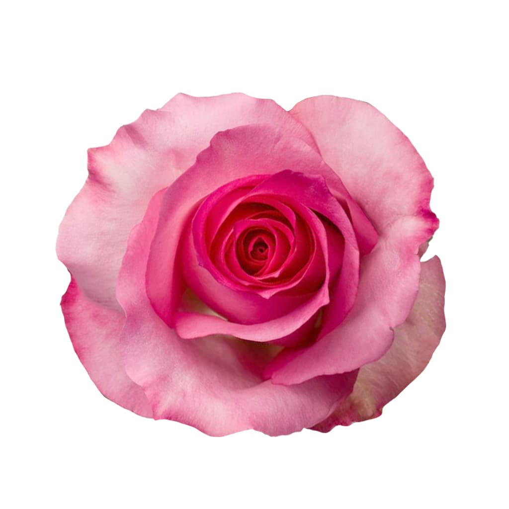 Rose Priceless Medium Pink 50 cm