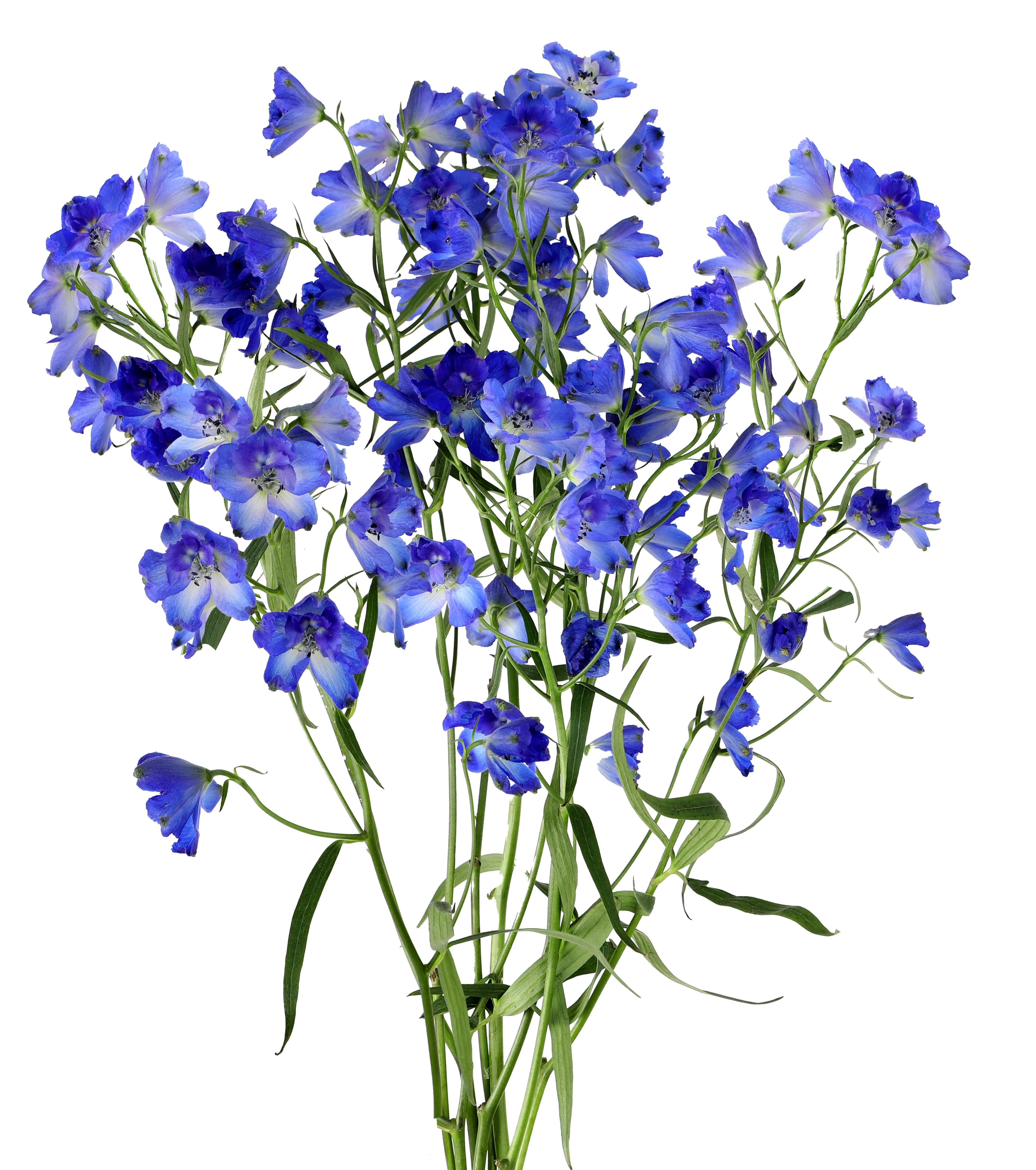 Delph Spray Sunshine Dark Blue 50/60 Cm