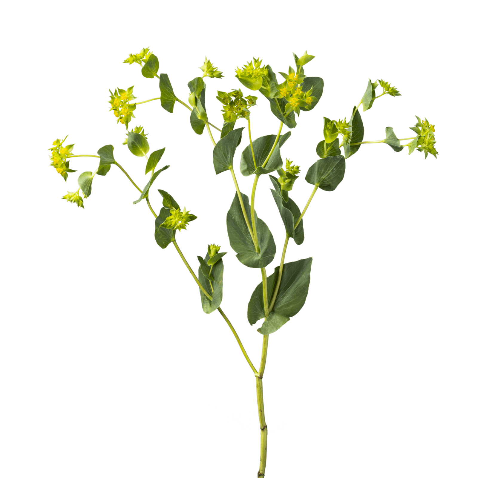 Greens Bupleurum Green 70 Cm