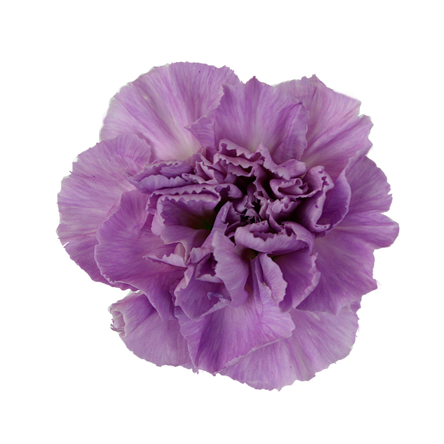Carn Moonaqua Purple Sel
