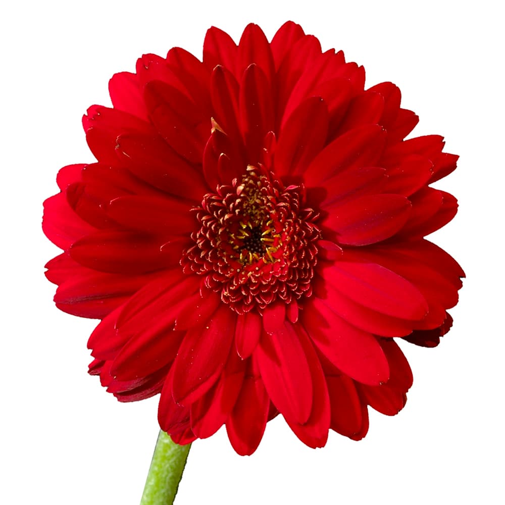 Gerbera Red 50 Cm