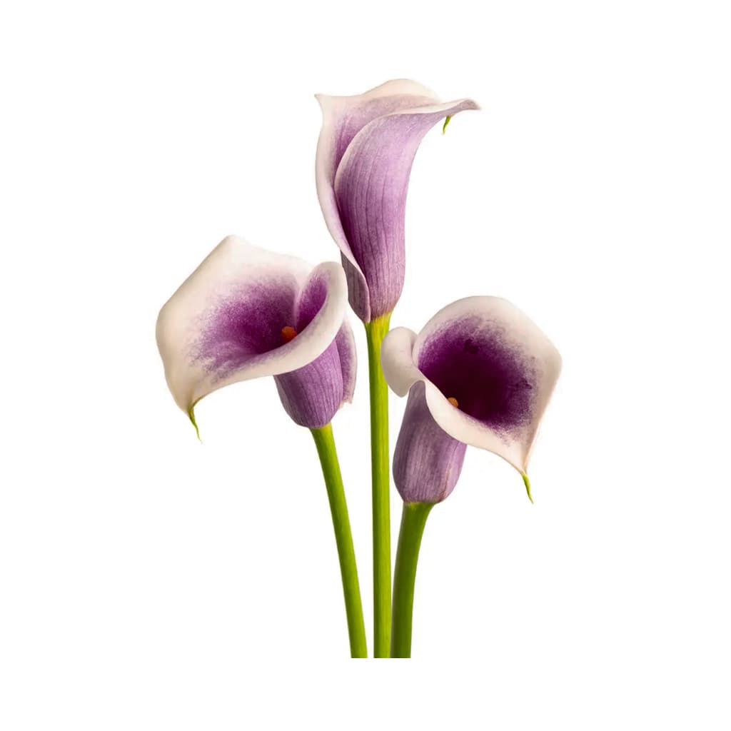 Callas - Color Picasso Bi Purple 50 cm