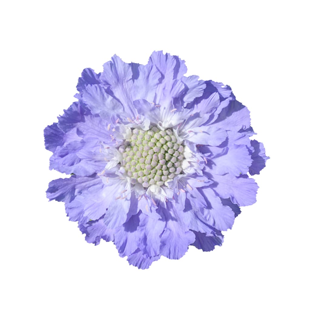 Scabiosa Caucasia Fama Deep Blue 50 cm