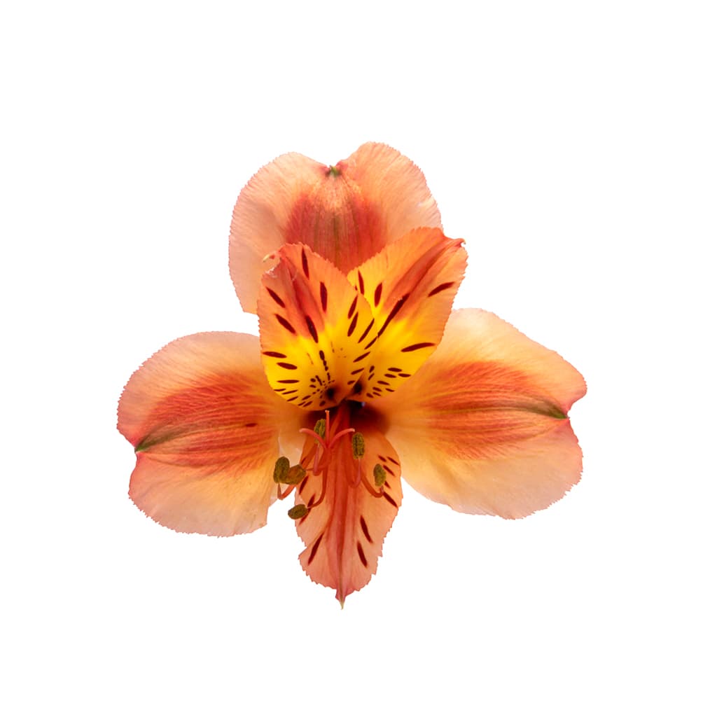 Alstro Orange Queen Orange Sel