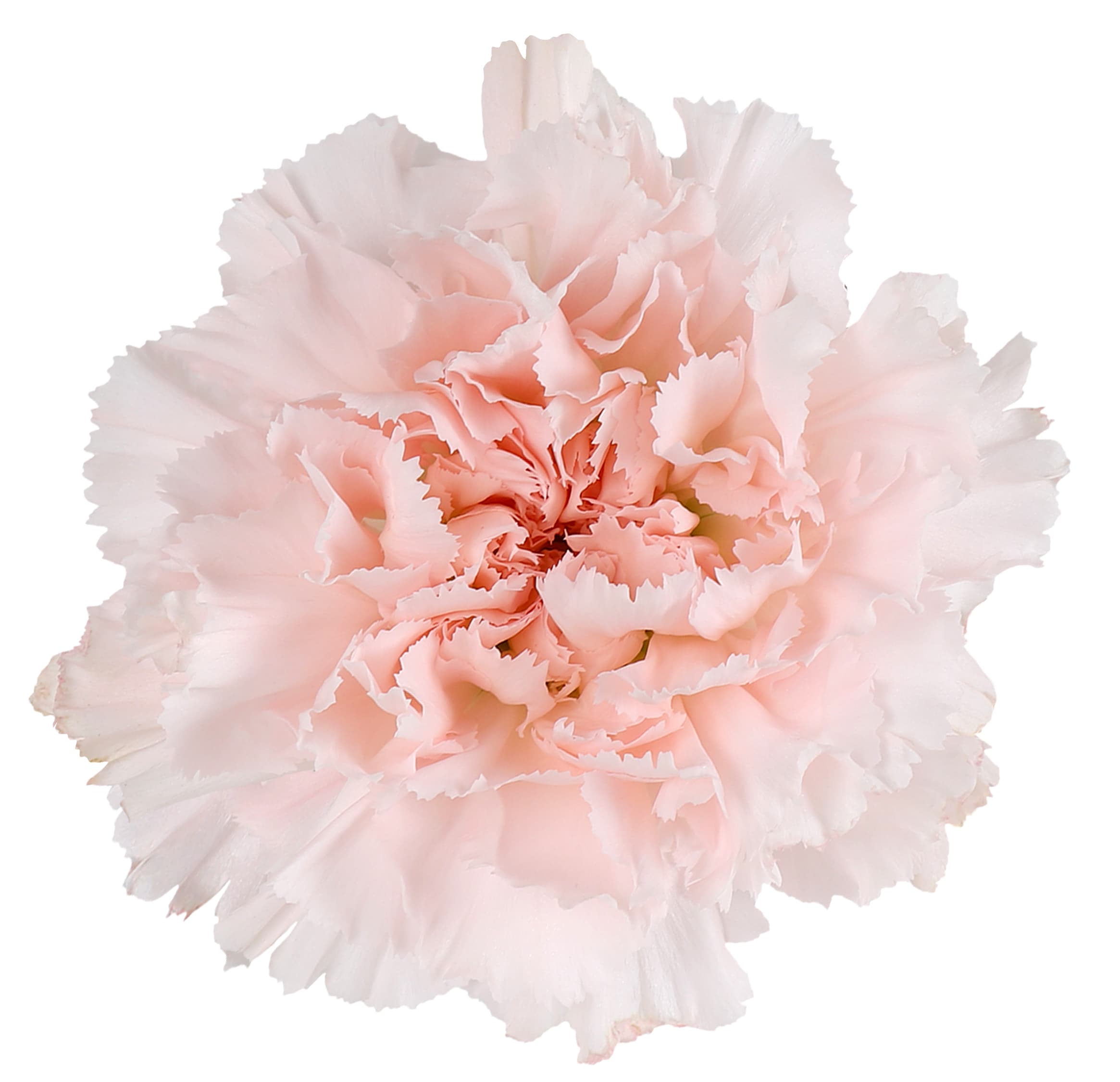 Carn Hanoi Light Pink Sel
