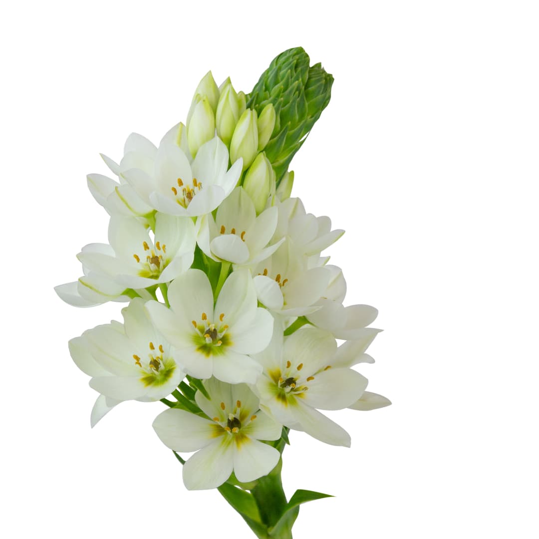 Ornithogalum Dubium Milky Way White 40 cm