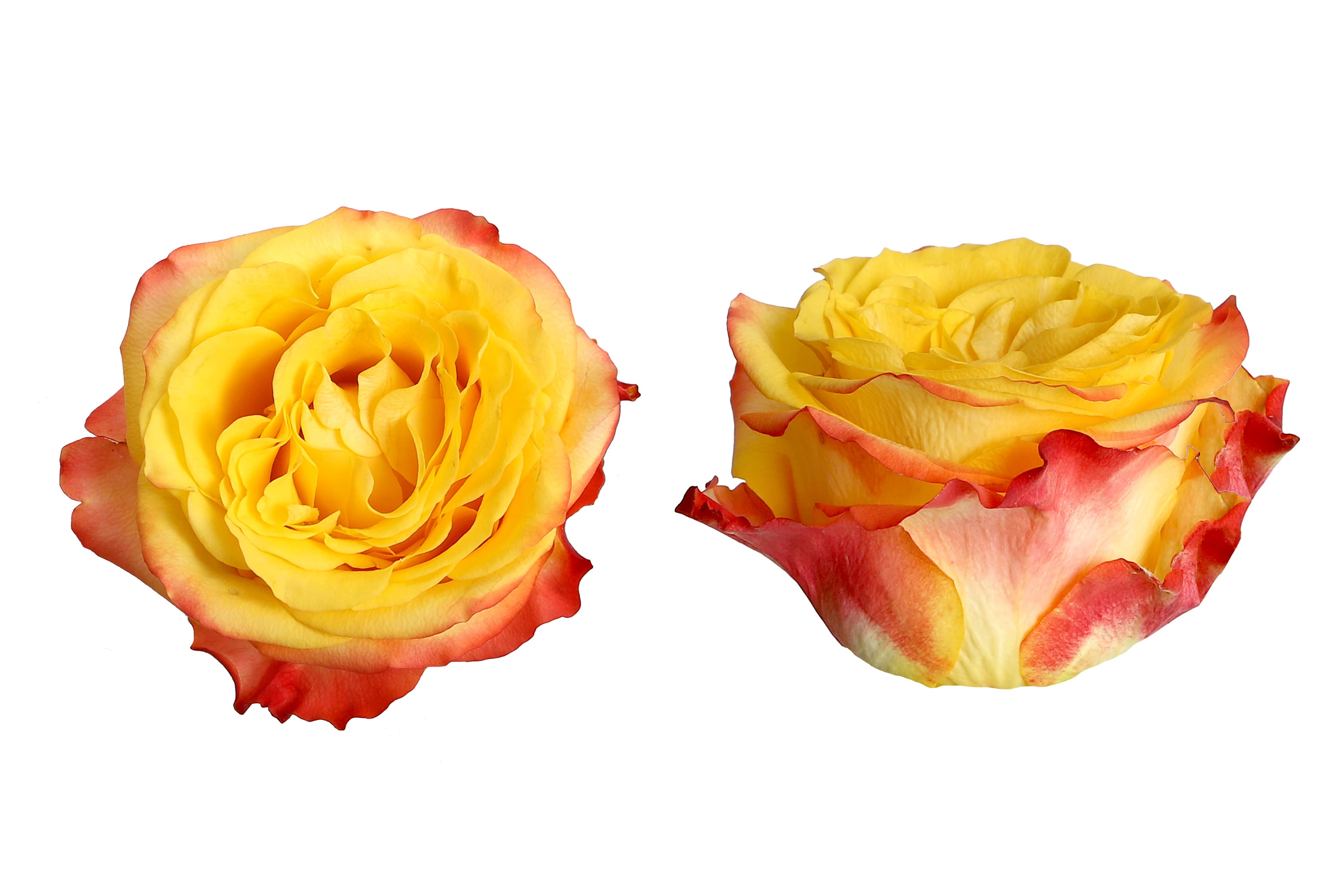 Rose Summerlight Bi Yellow 40 Cm