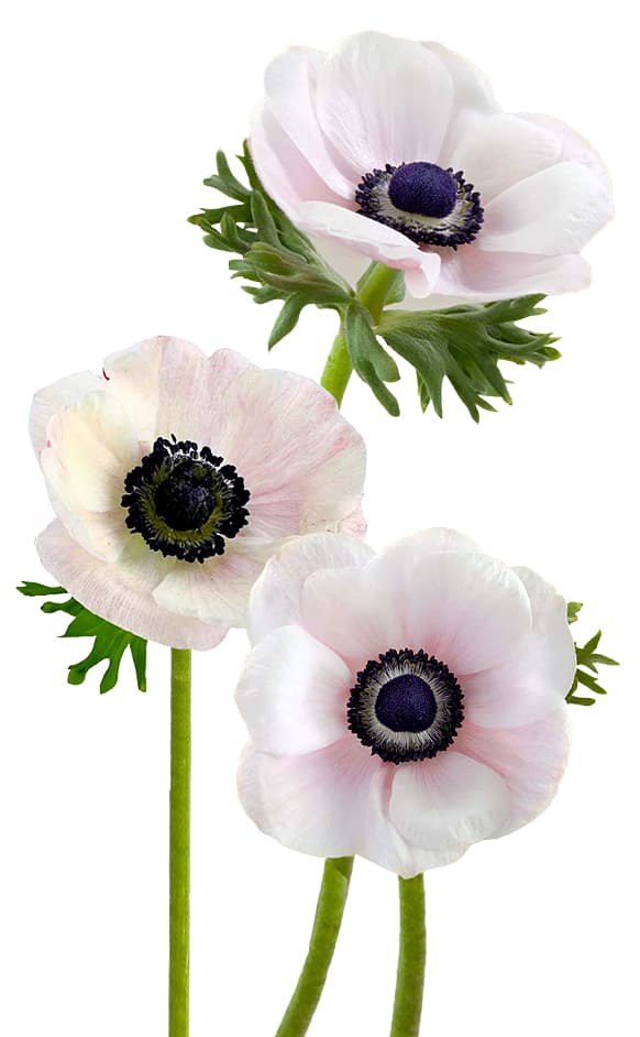 Anemone White With Blush 30/40 Cm