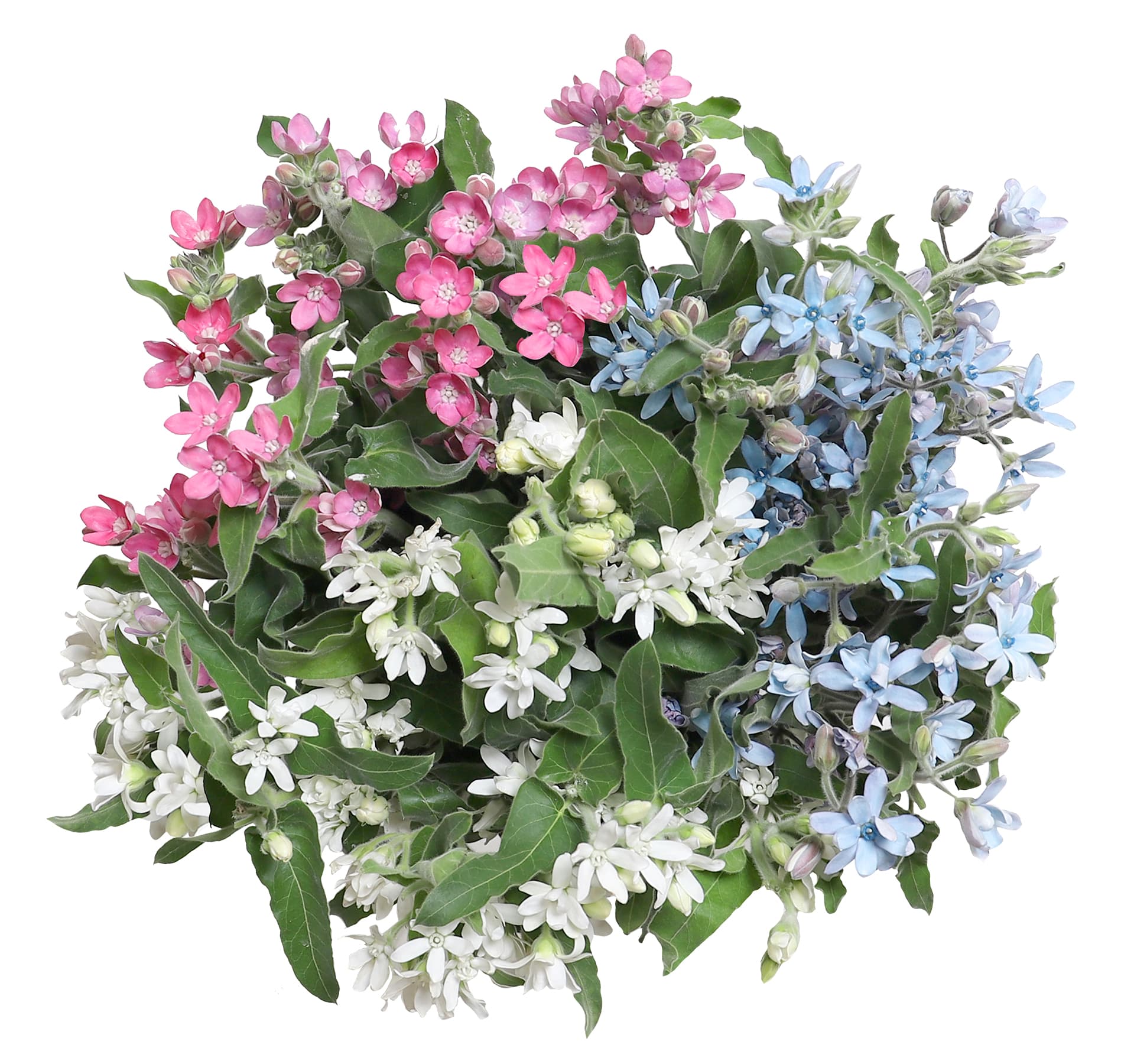 Tweedia Assorted 40/50 cm